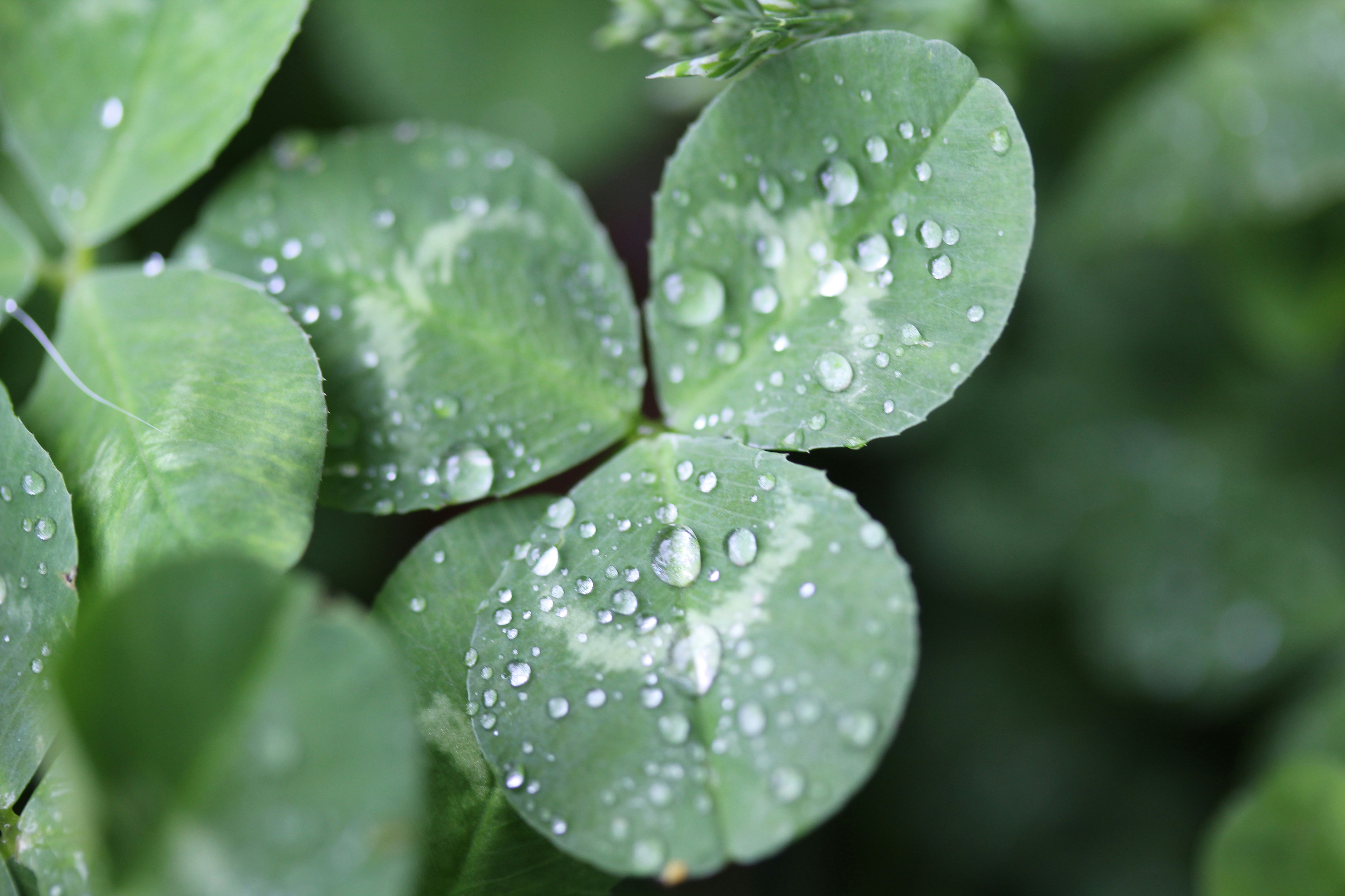 Photo by leafdewlens