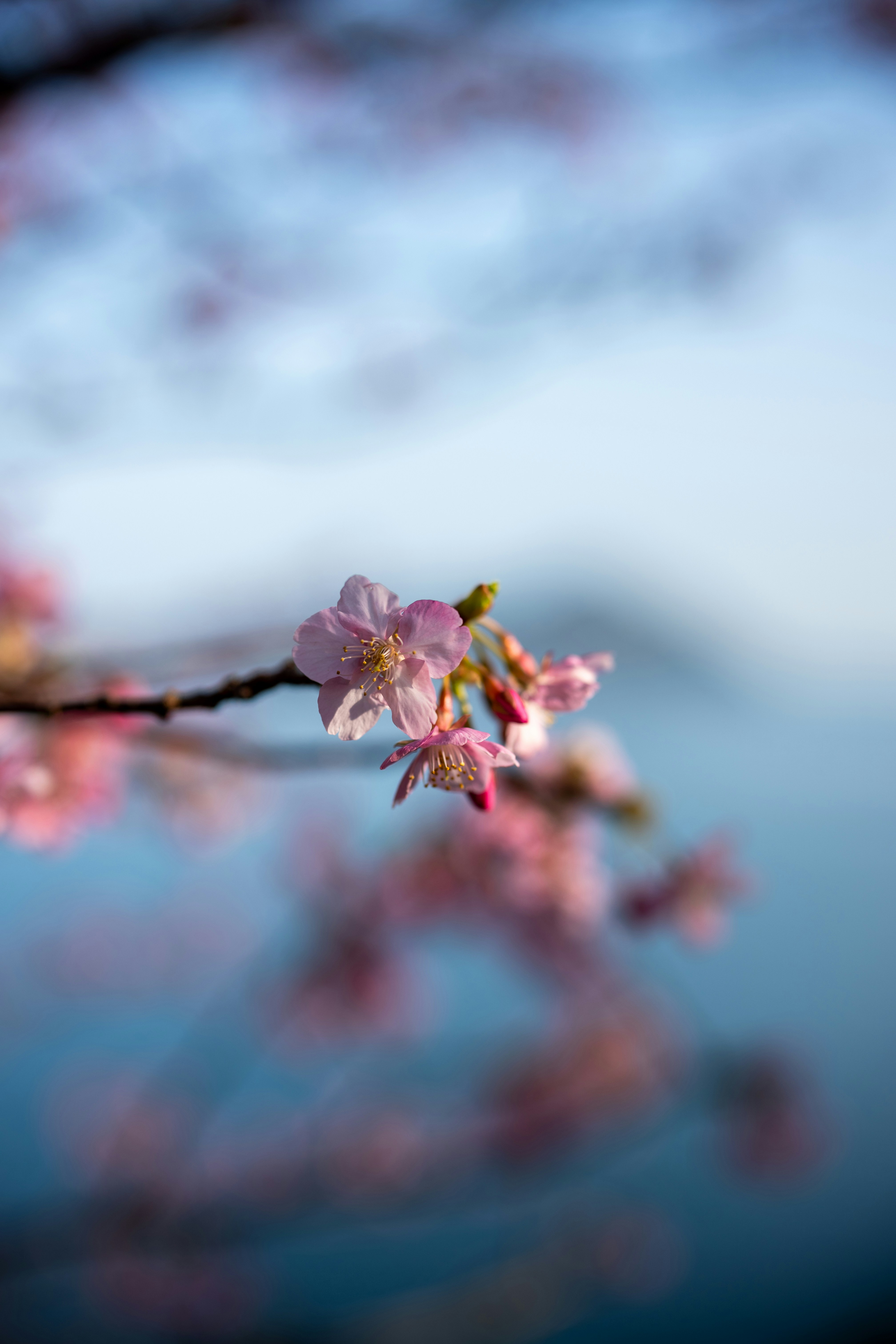 Delicate pink cherry blossoms bloom on a branch