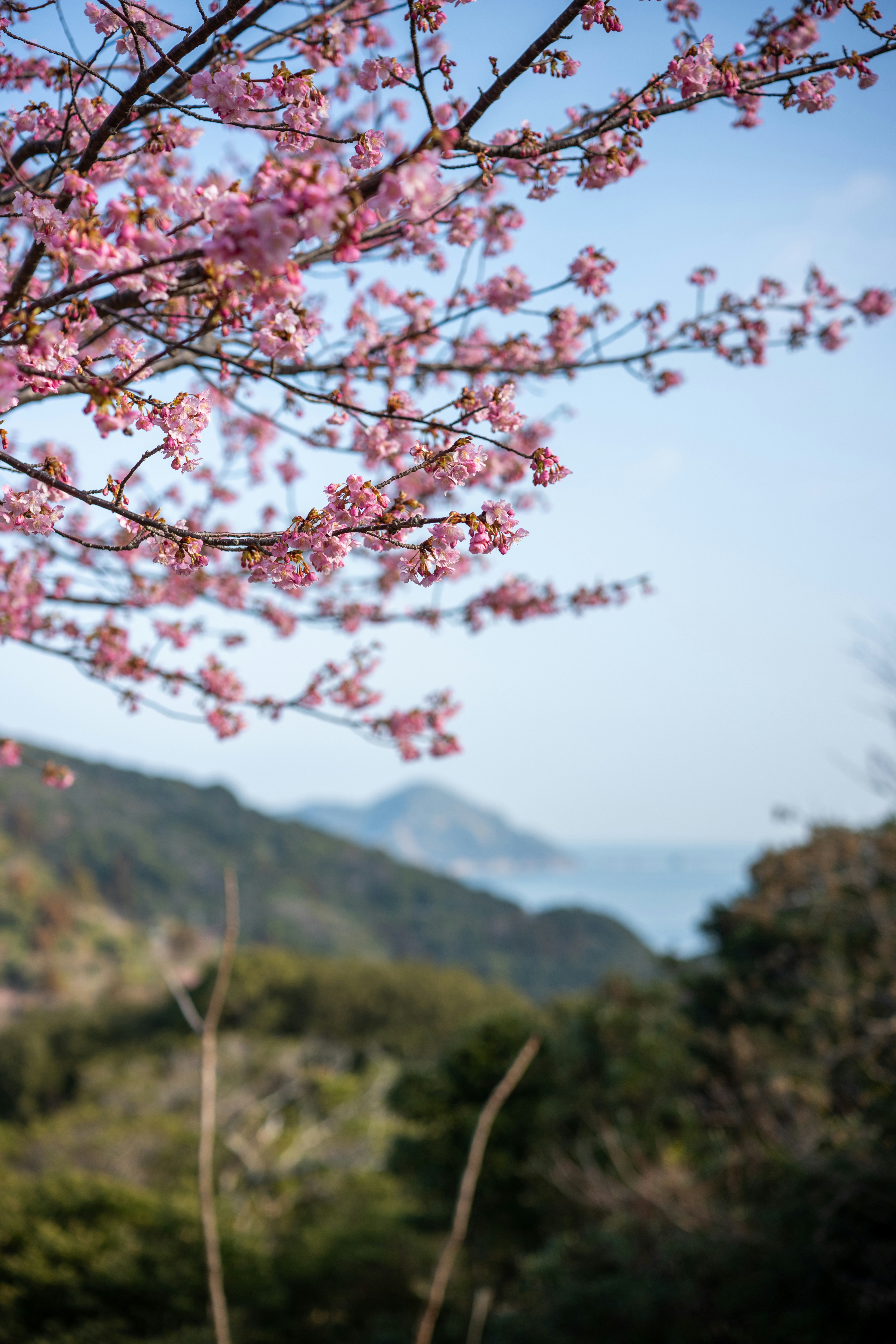 Fiori rosa di ciliegio con sfondo sfocato di montagna e oceano