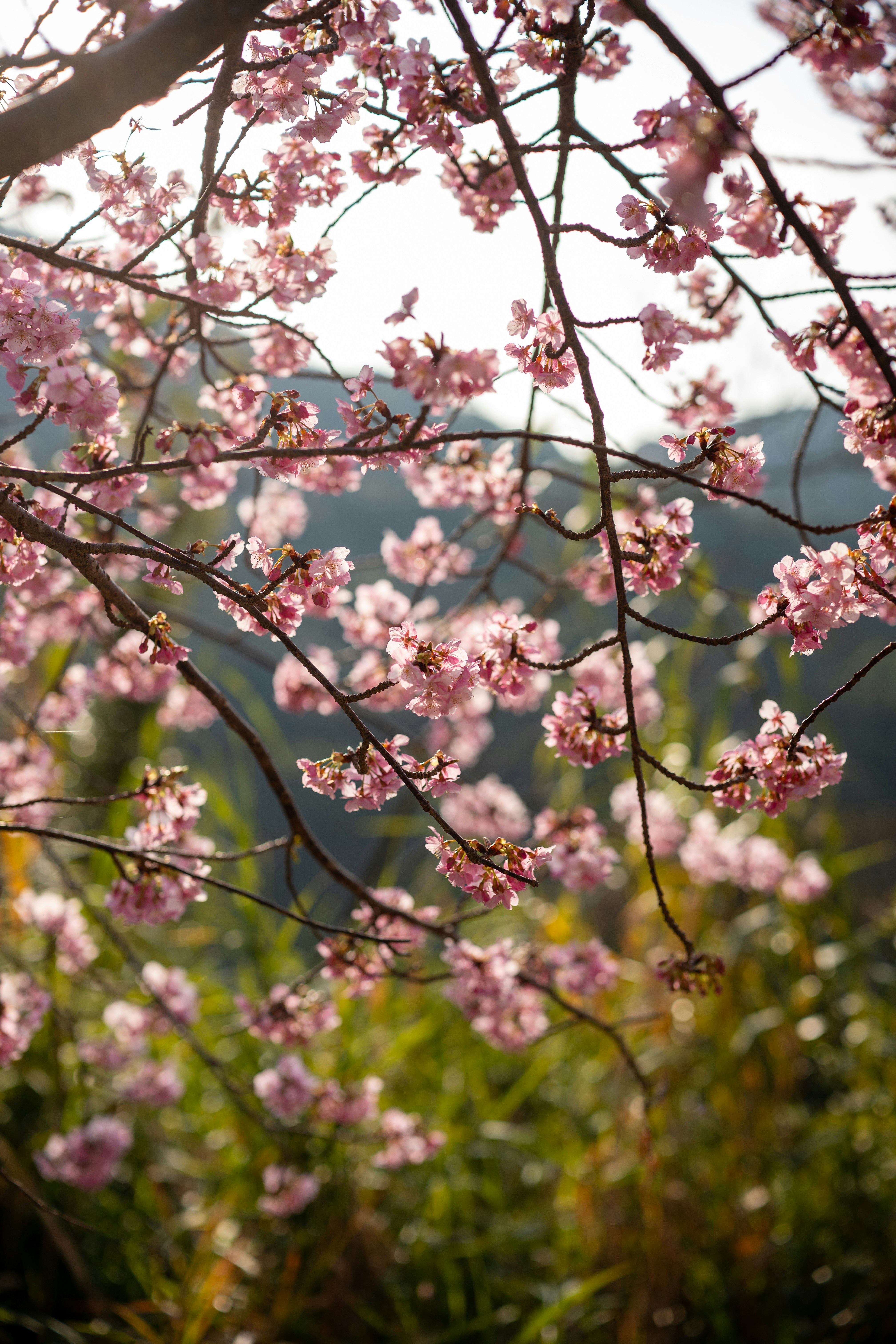 Pink cherry blossoms bloom on tree branches in sunlight.