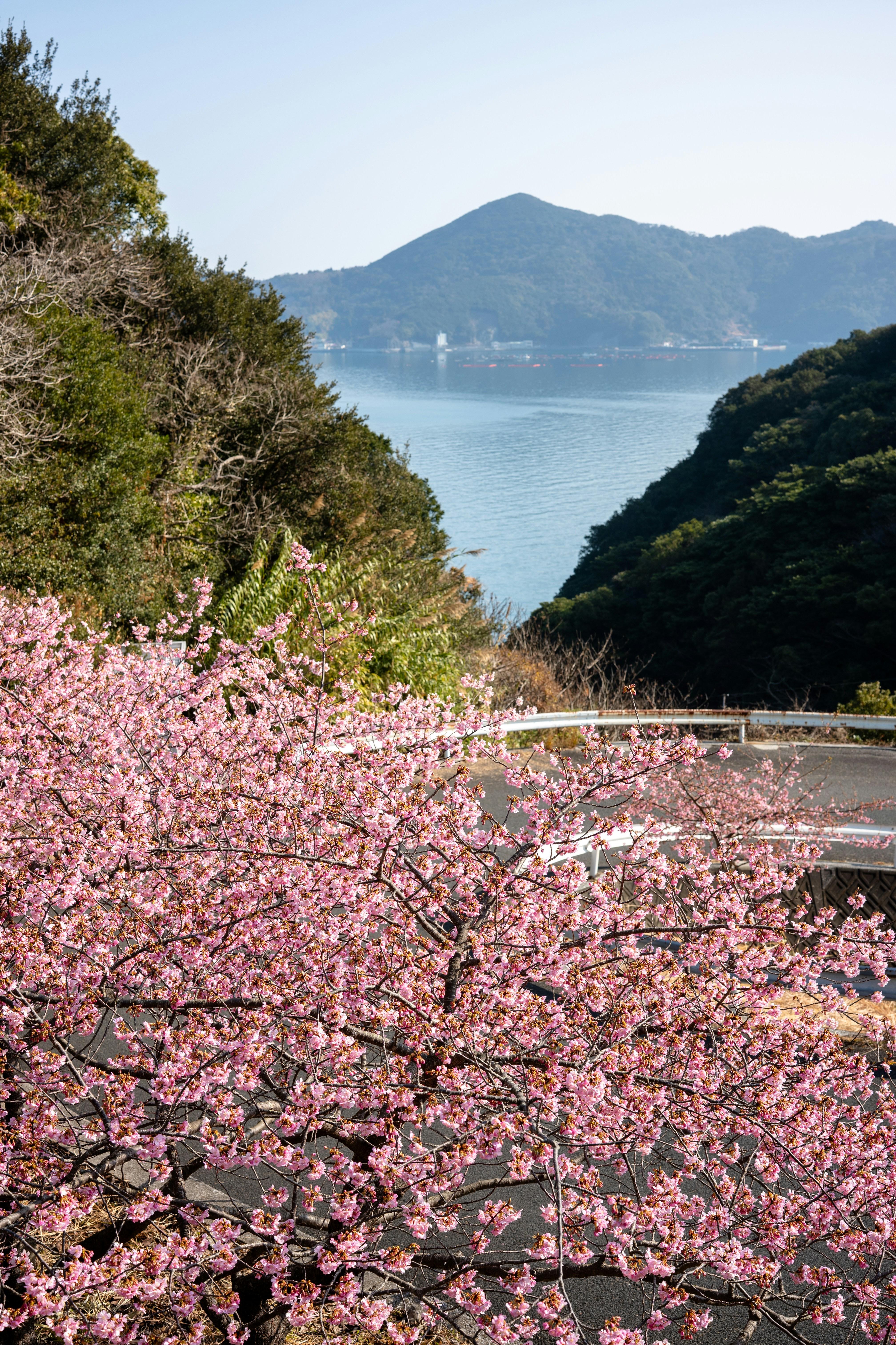 I ciliegi rosa in fiore incorniciano una strada costiera e una baia.