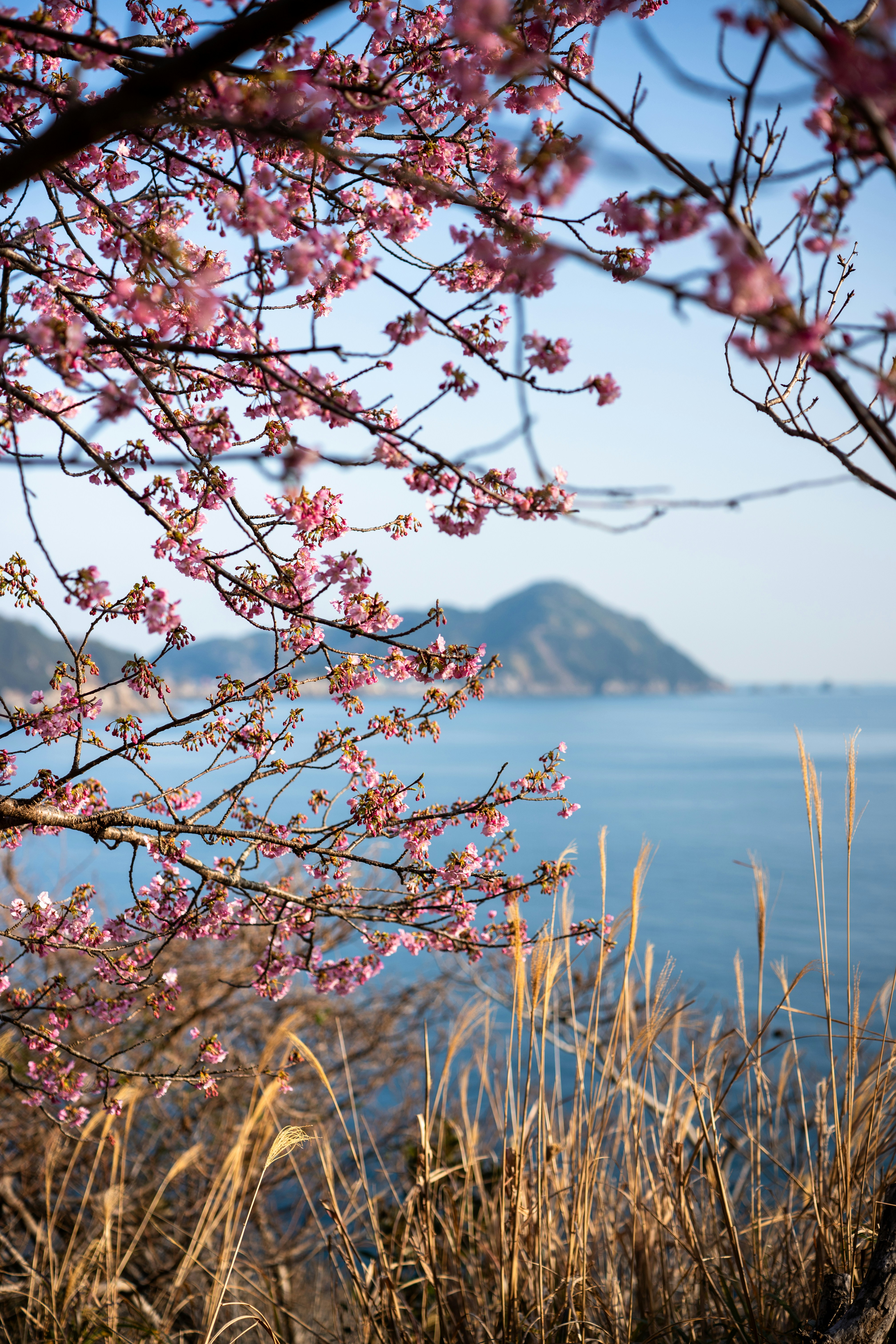 I ciliegi rosa in fiore incorniciano una vista costiera con montagne.