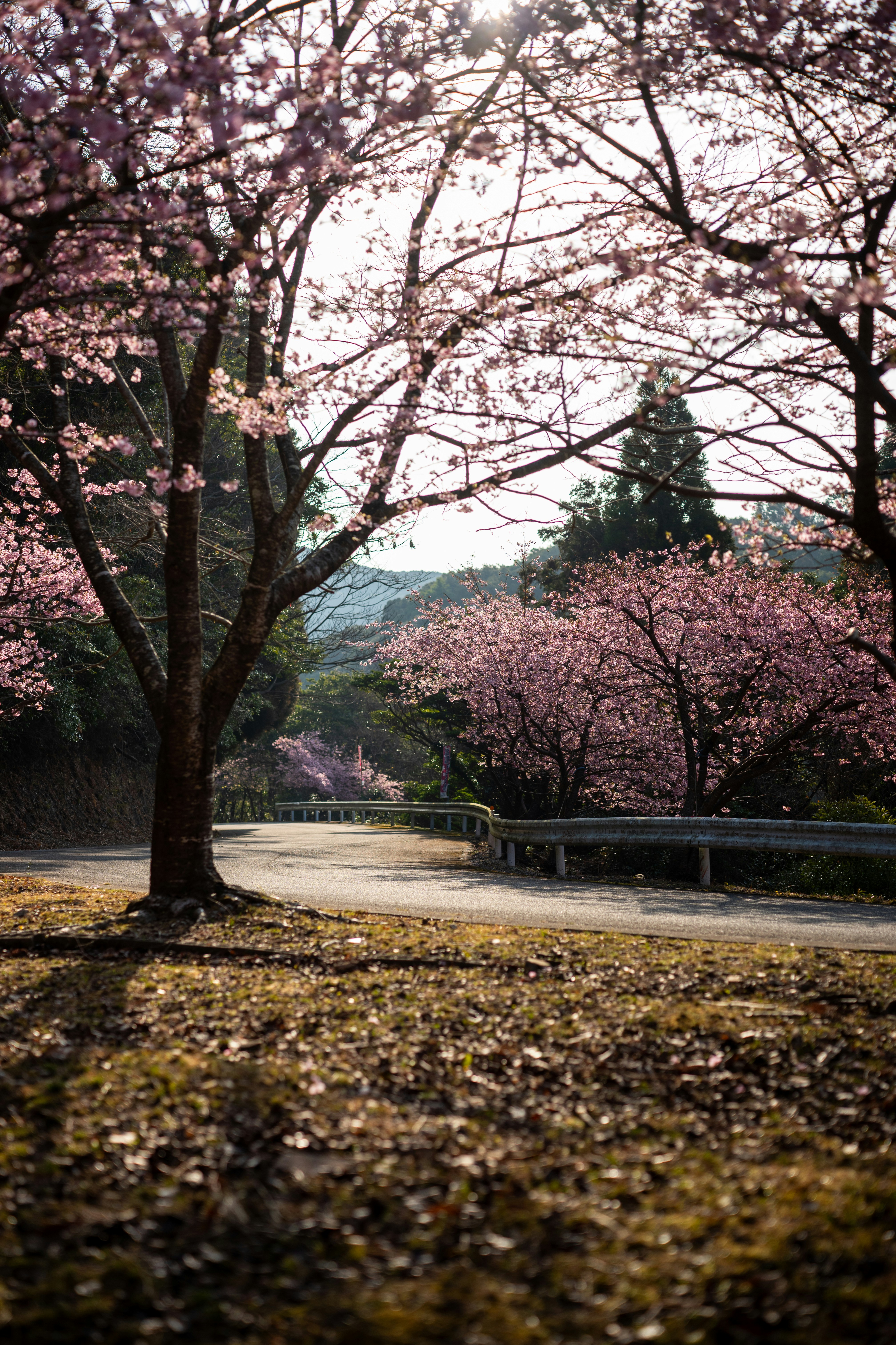 Cherry blossoms line a winding road in spring.