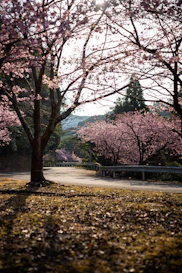 Cherry blossoms line a winding road in spring.