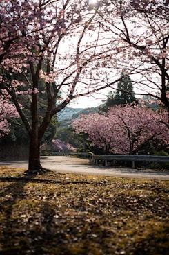 Cherry blossoms line a winding road in spring.