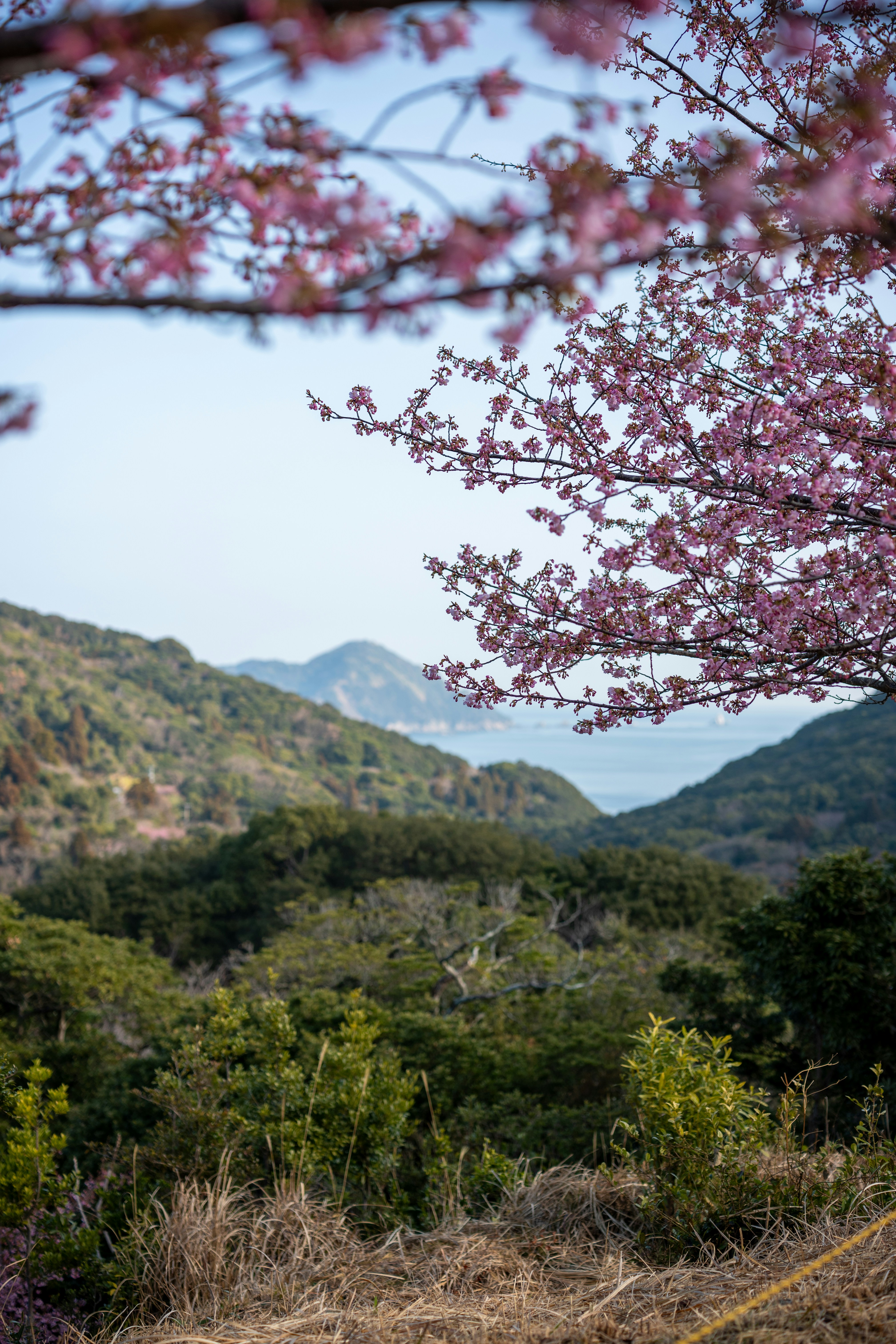 I ciliegi rosa incorniciano una vista panoramica sulla costa delle montagne.