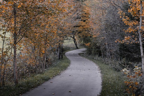 A winding path curving through a forest of golden autumn trees