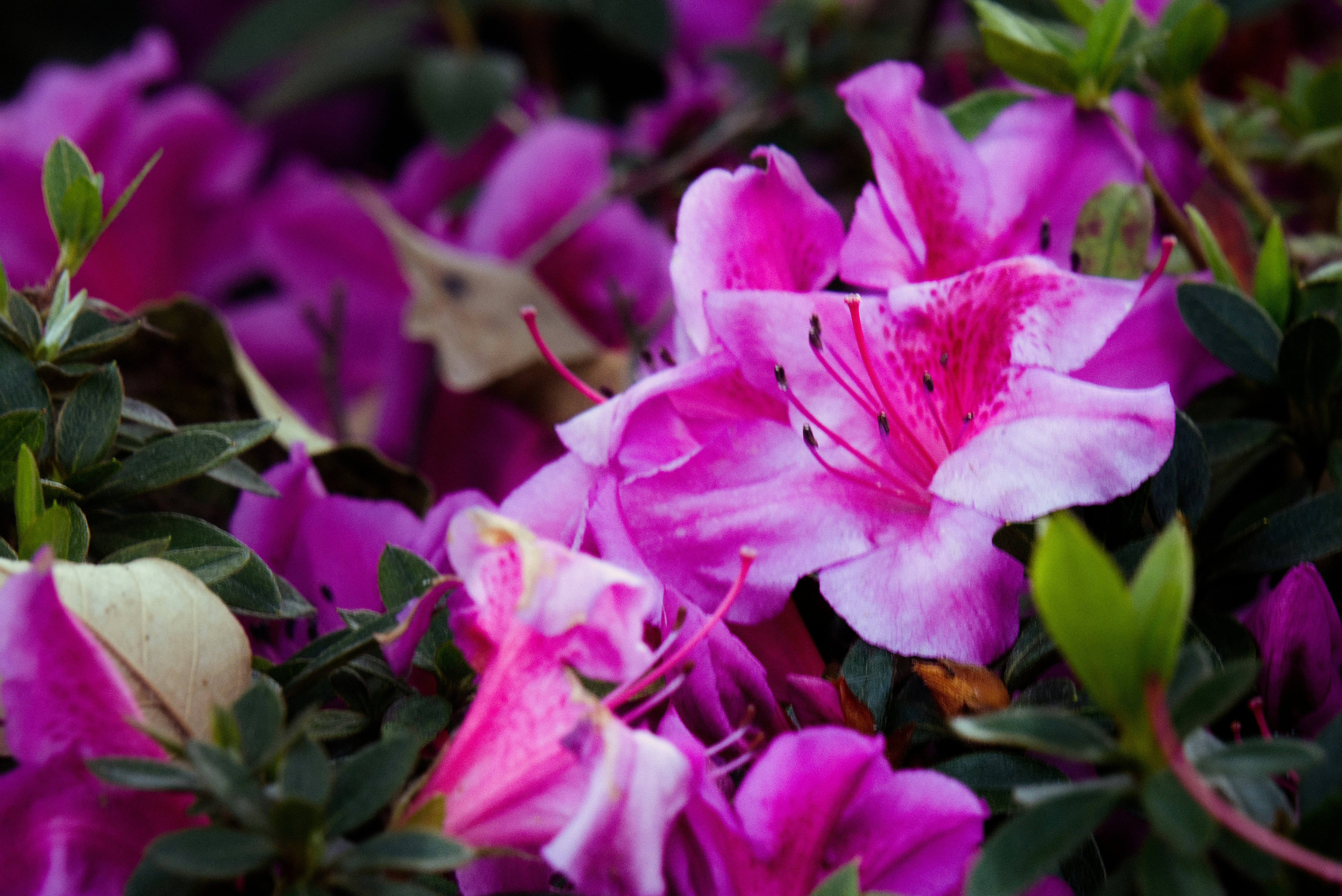 Photo by oscarespiritu