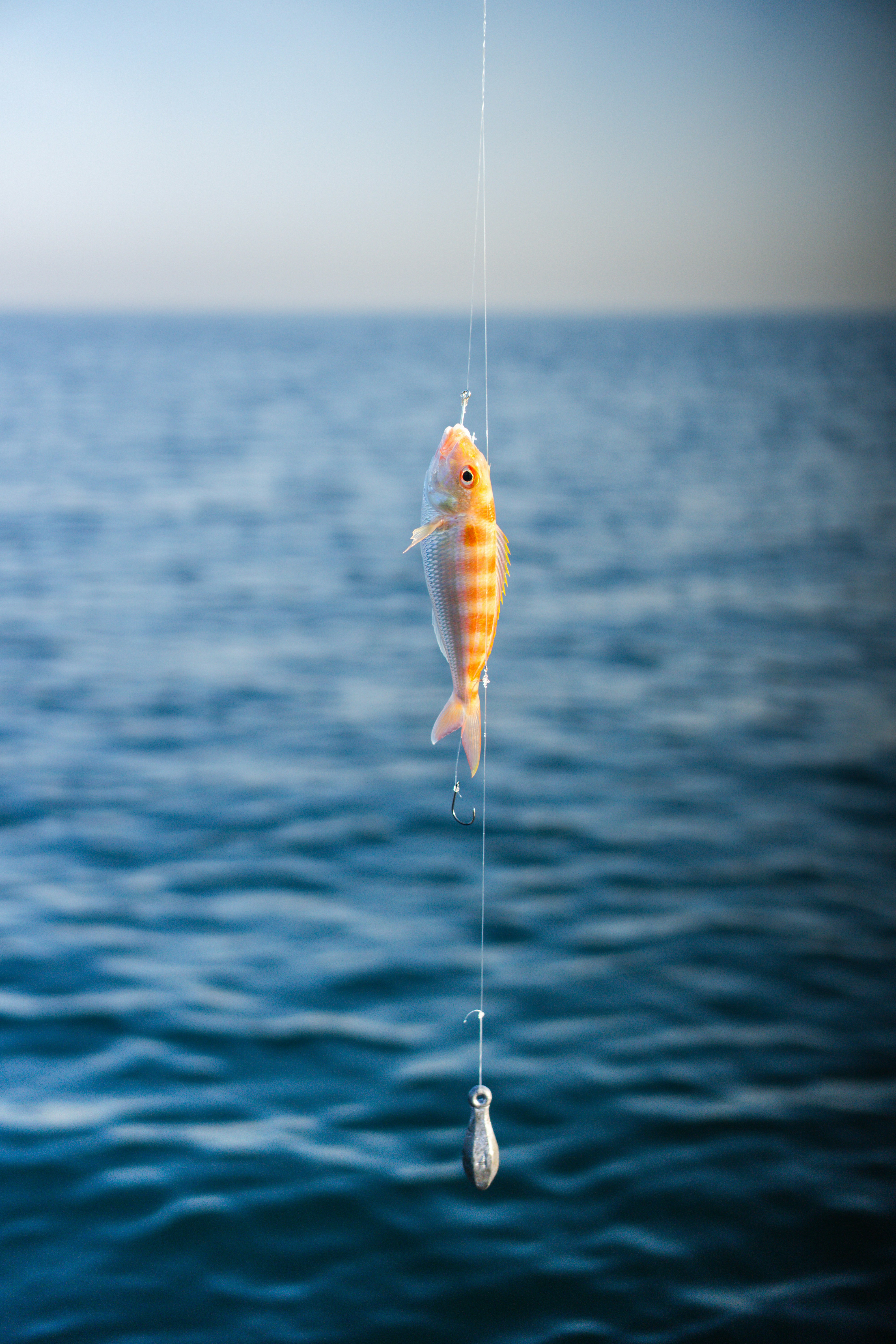 A small fish hangs from a fishing line over water