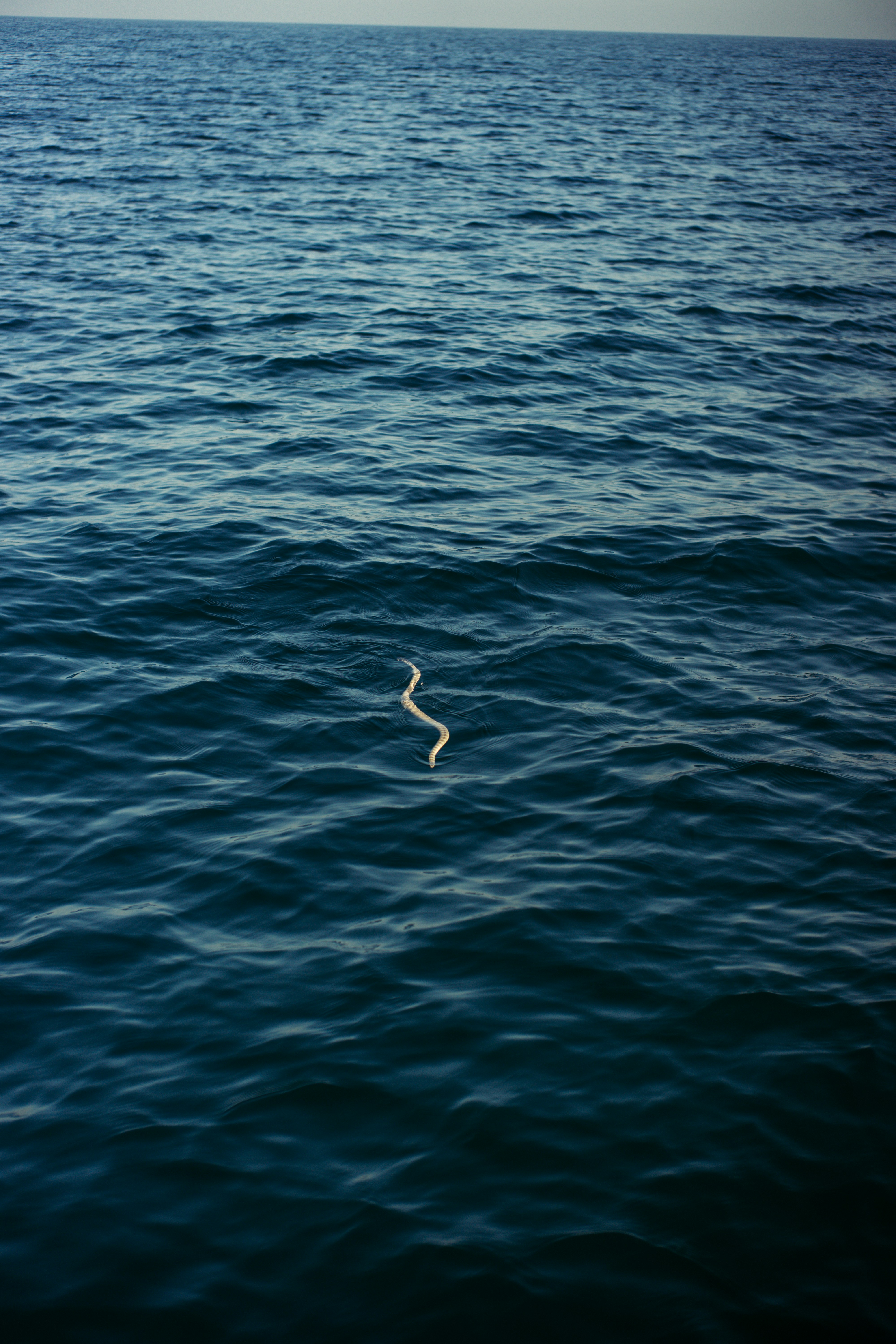 A snake swims in the deep blue ocean water.