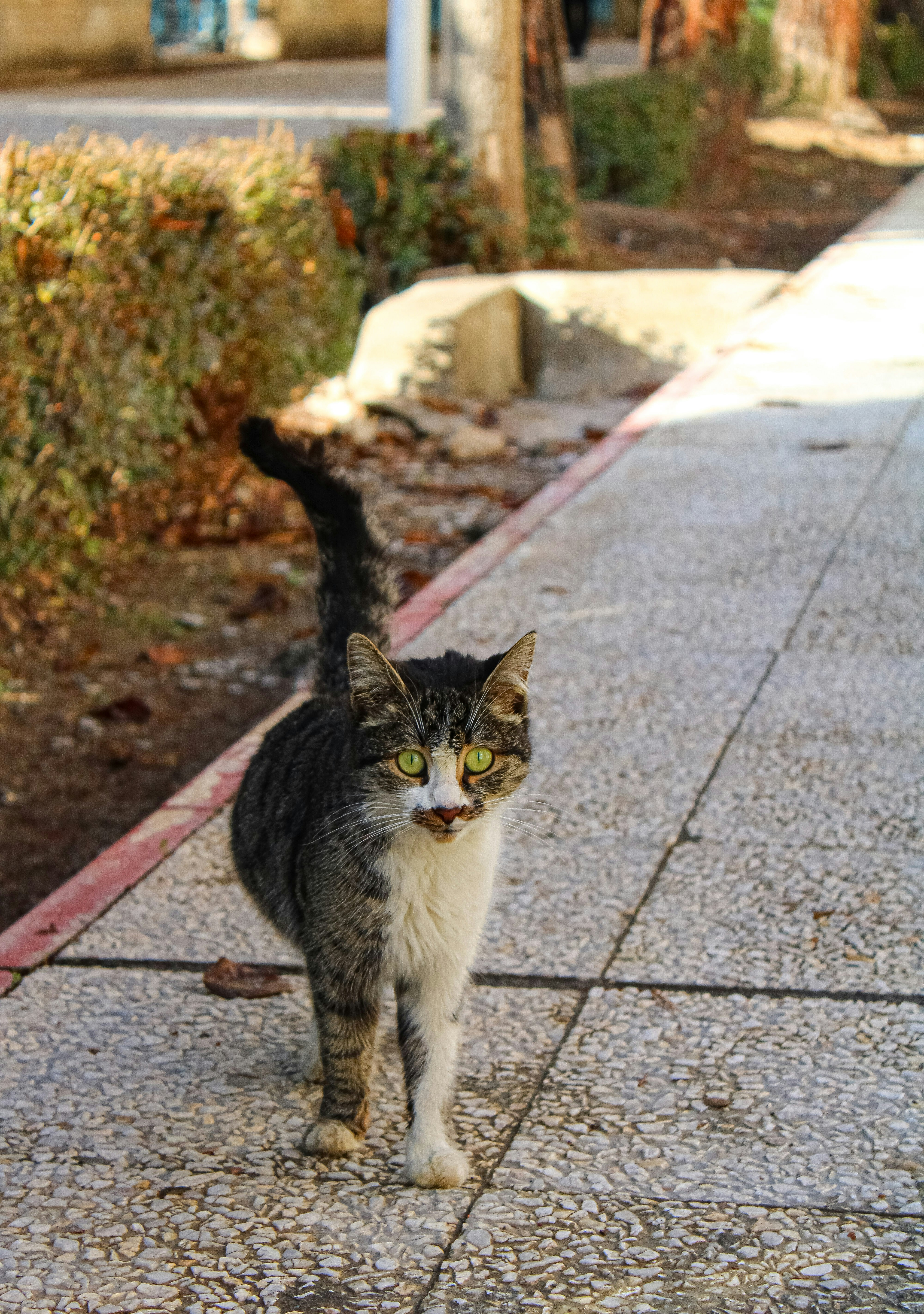 A tabby cat with green eyes stands on a sidewalk.