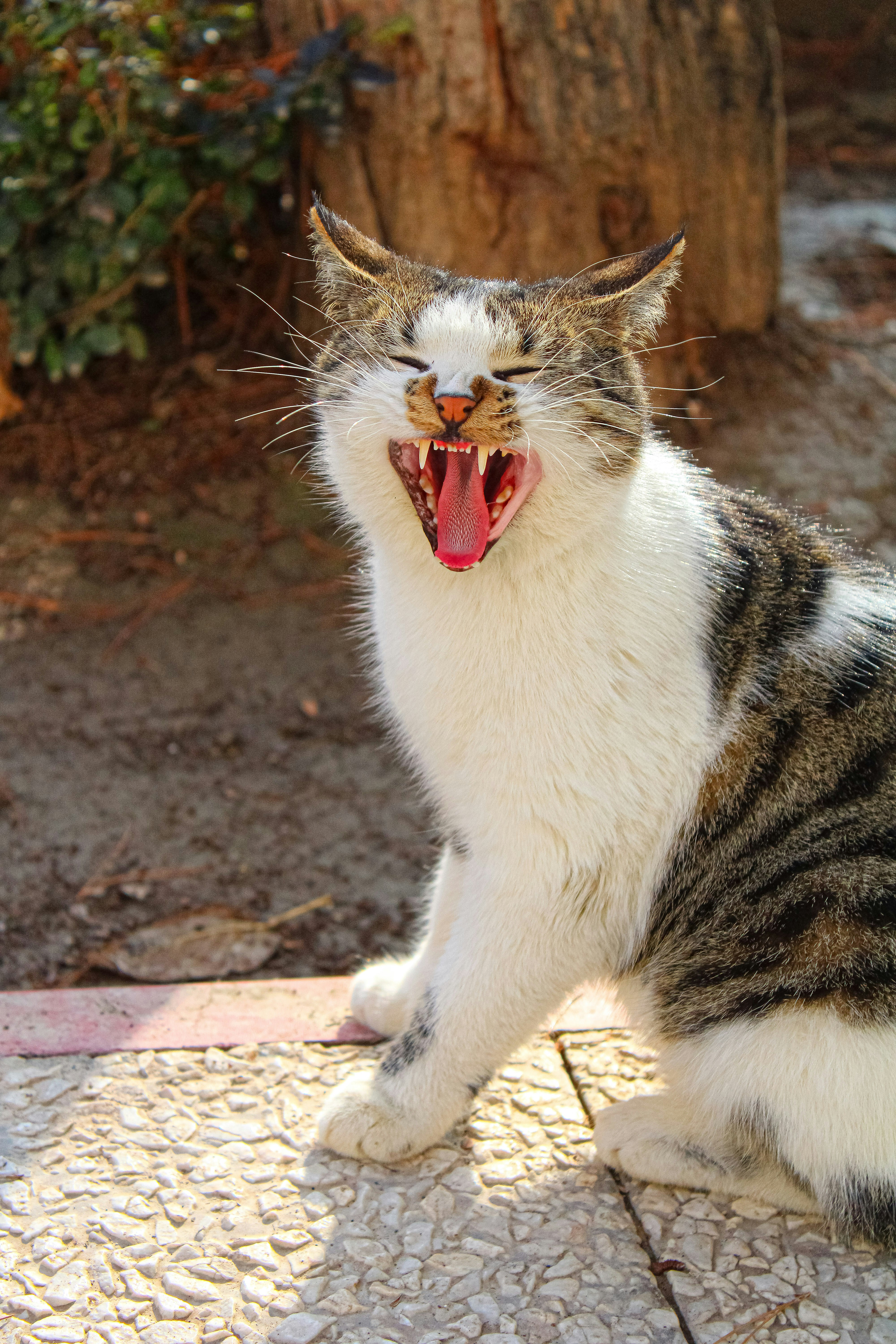 Photo by nouriehferdosian