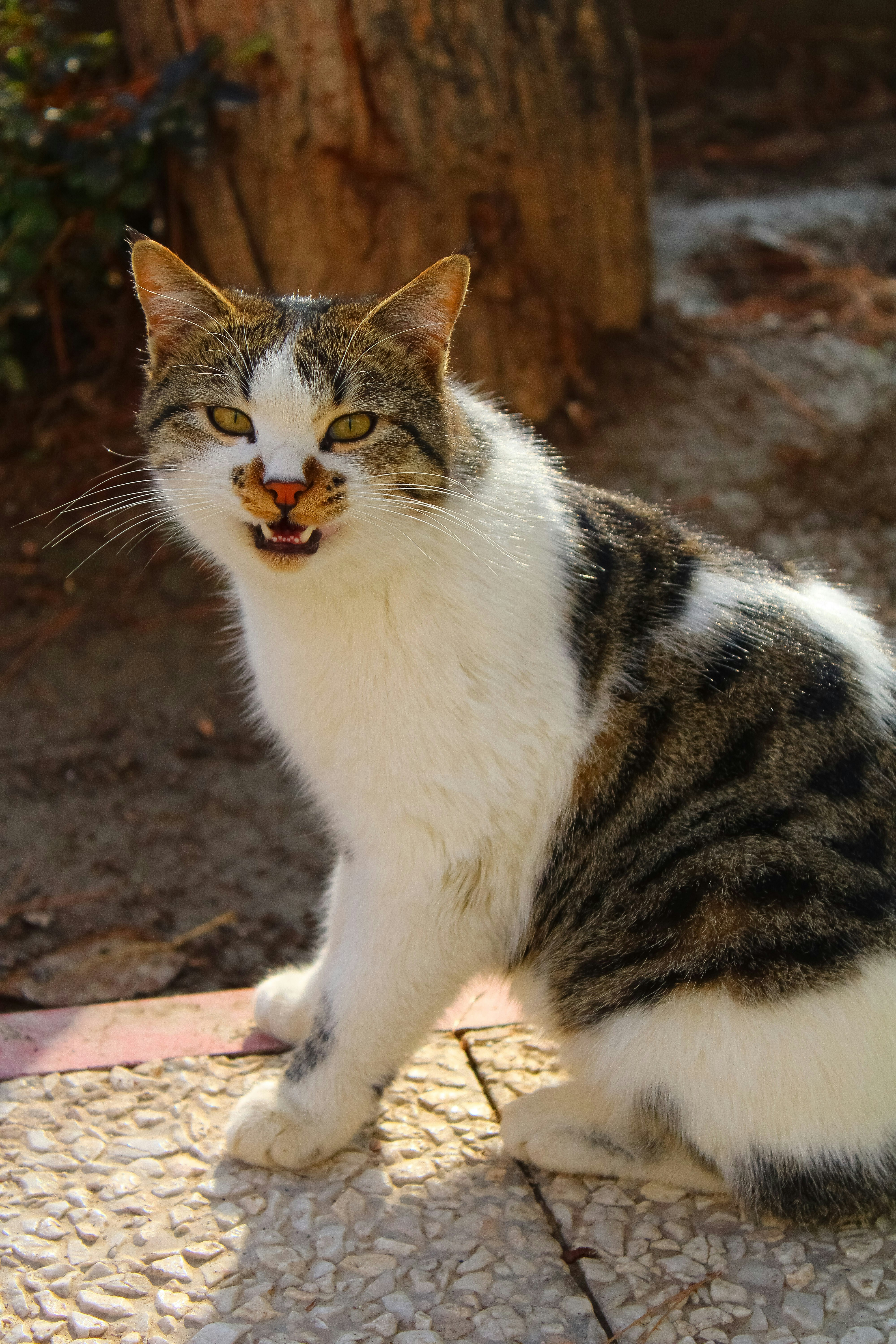 Photo by nouriehferdosian