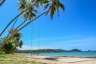 Palm trees and a swing on a tropical beach.