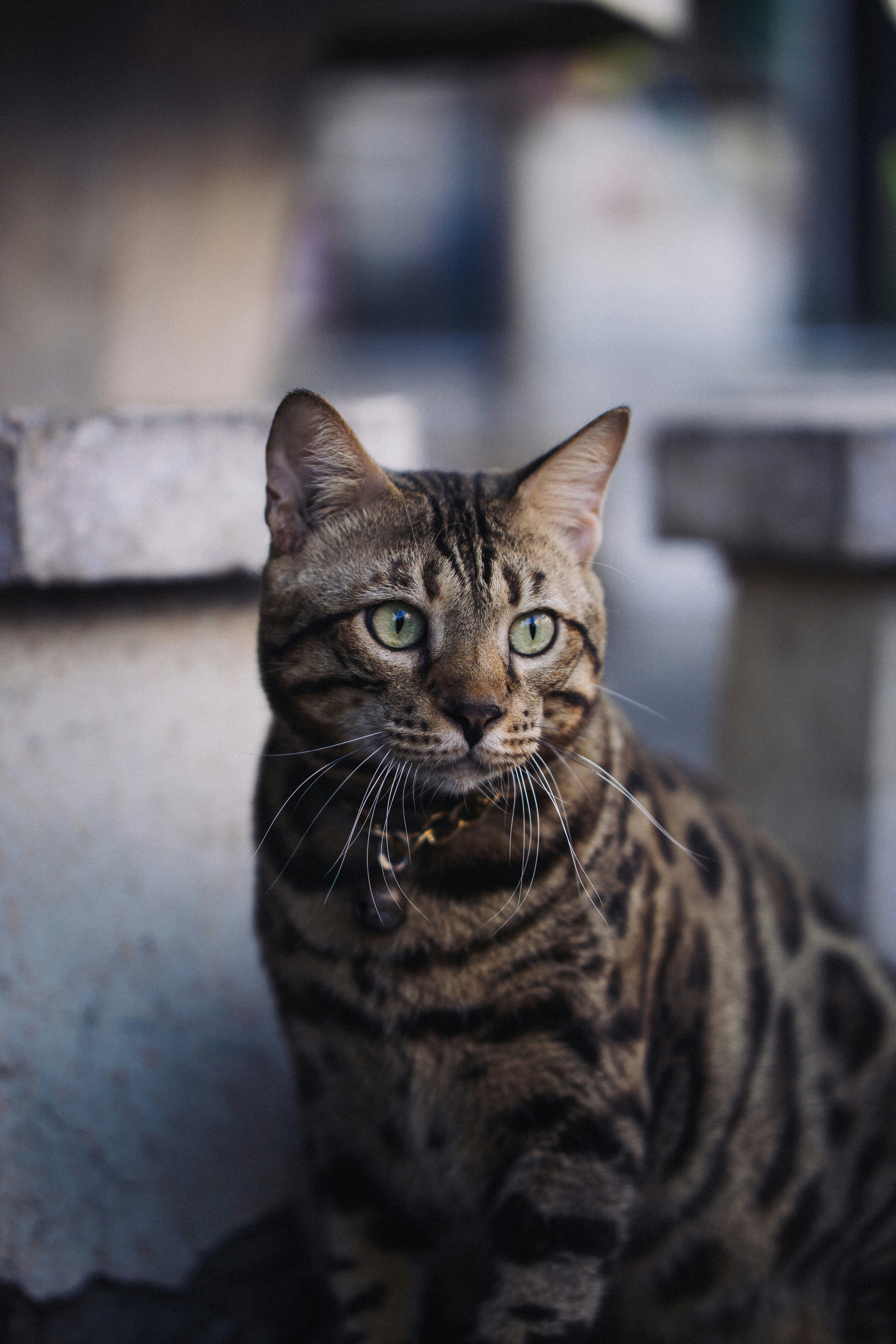 A brown tabby cat with green eyes sits outdoors.