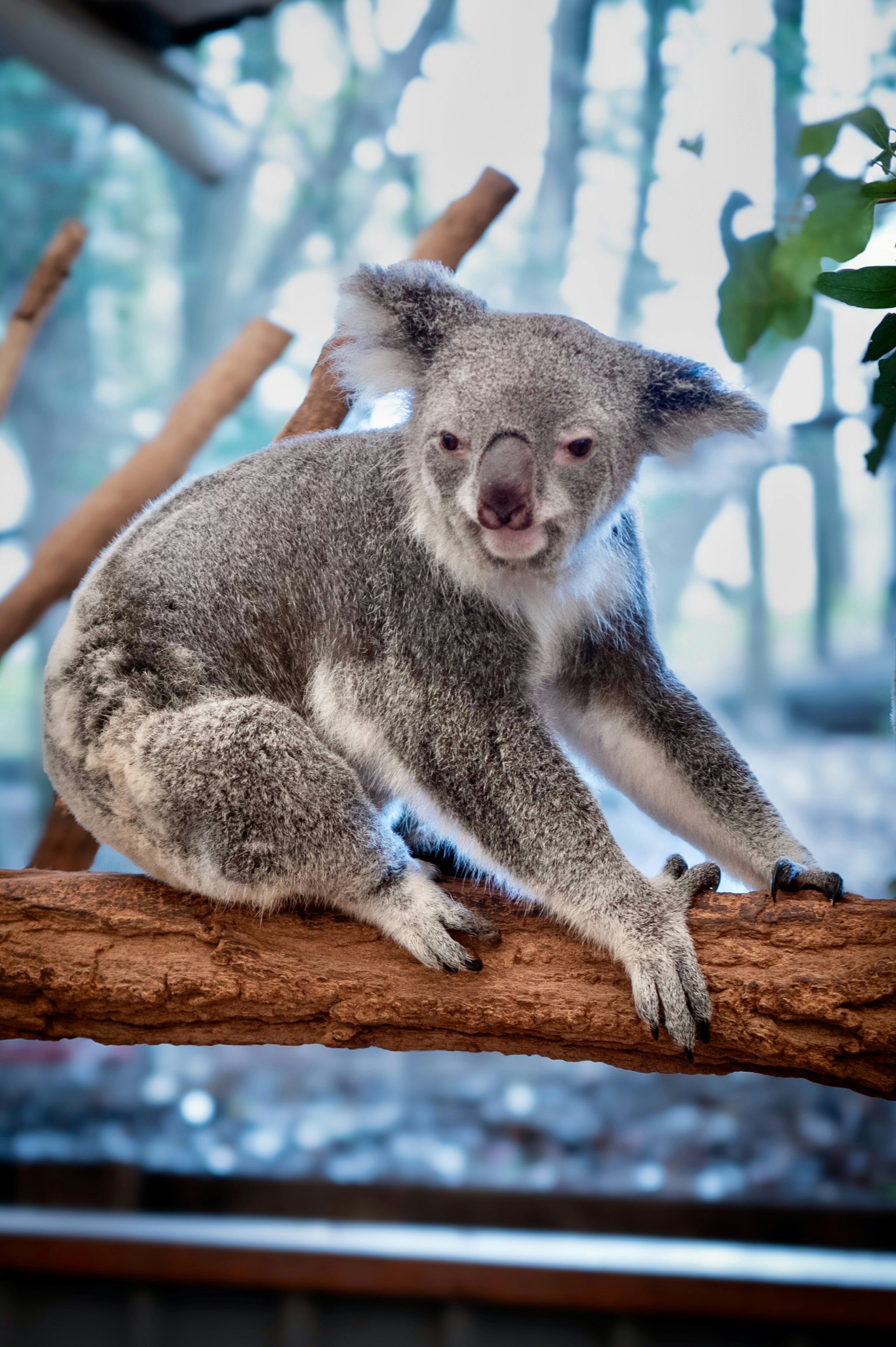 Ein Koala sitzt auf einem Ast.