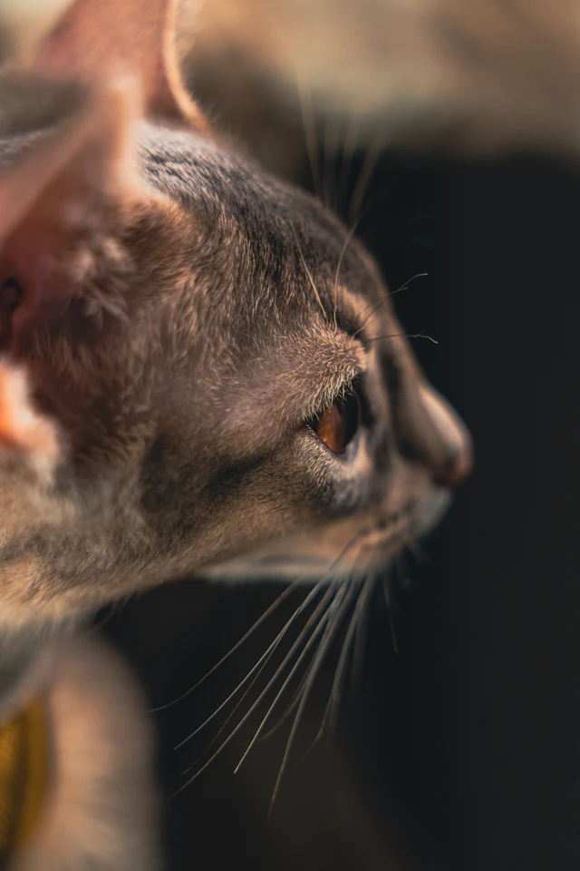 Gato de raza Oriental de pelo corto
