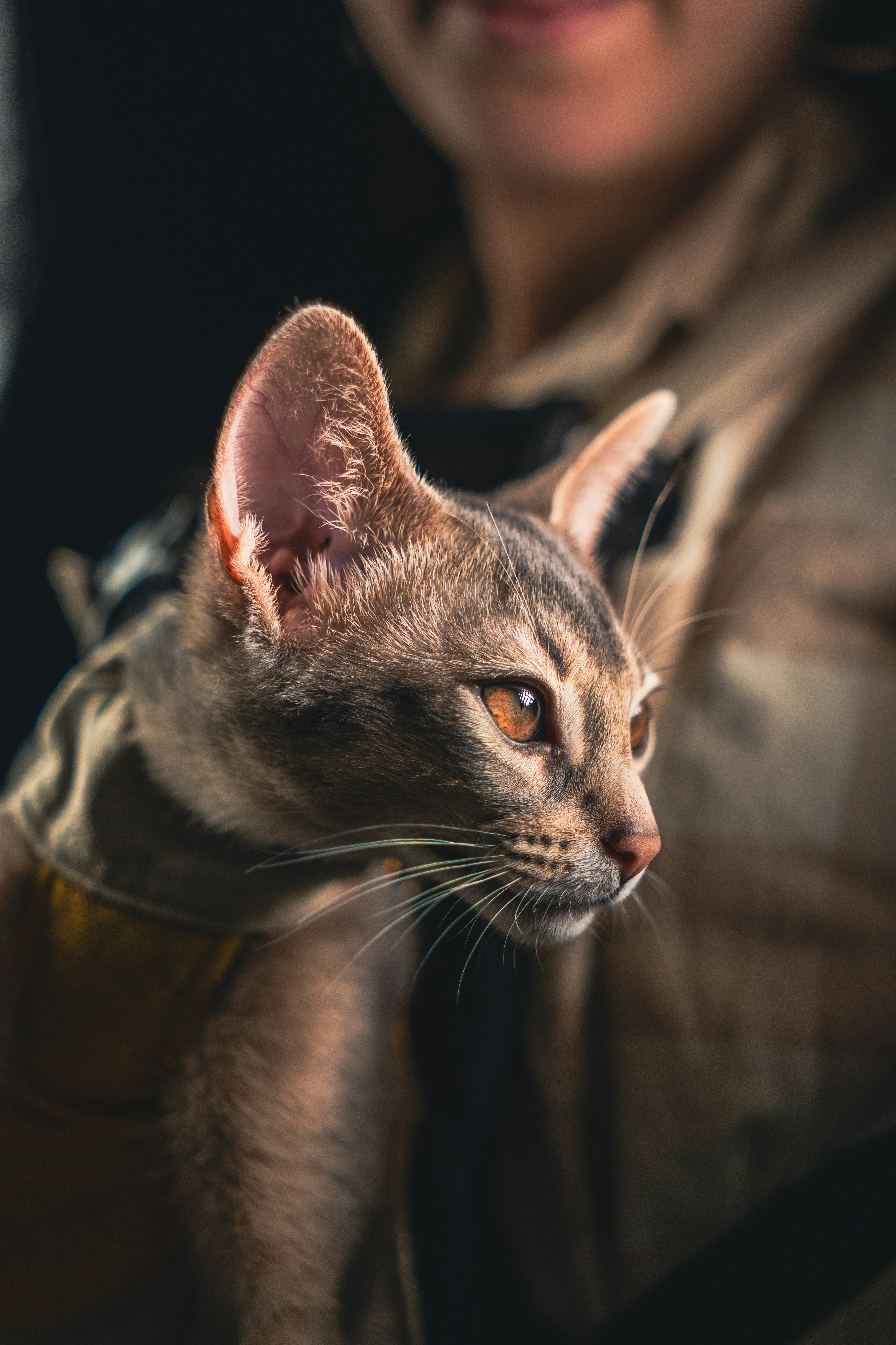 A person holding a curious short-haired cat