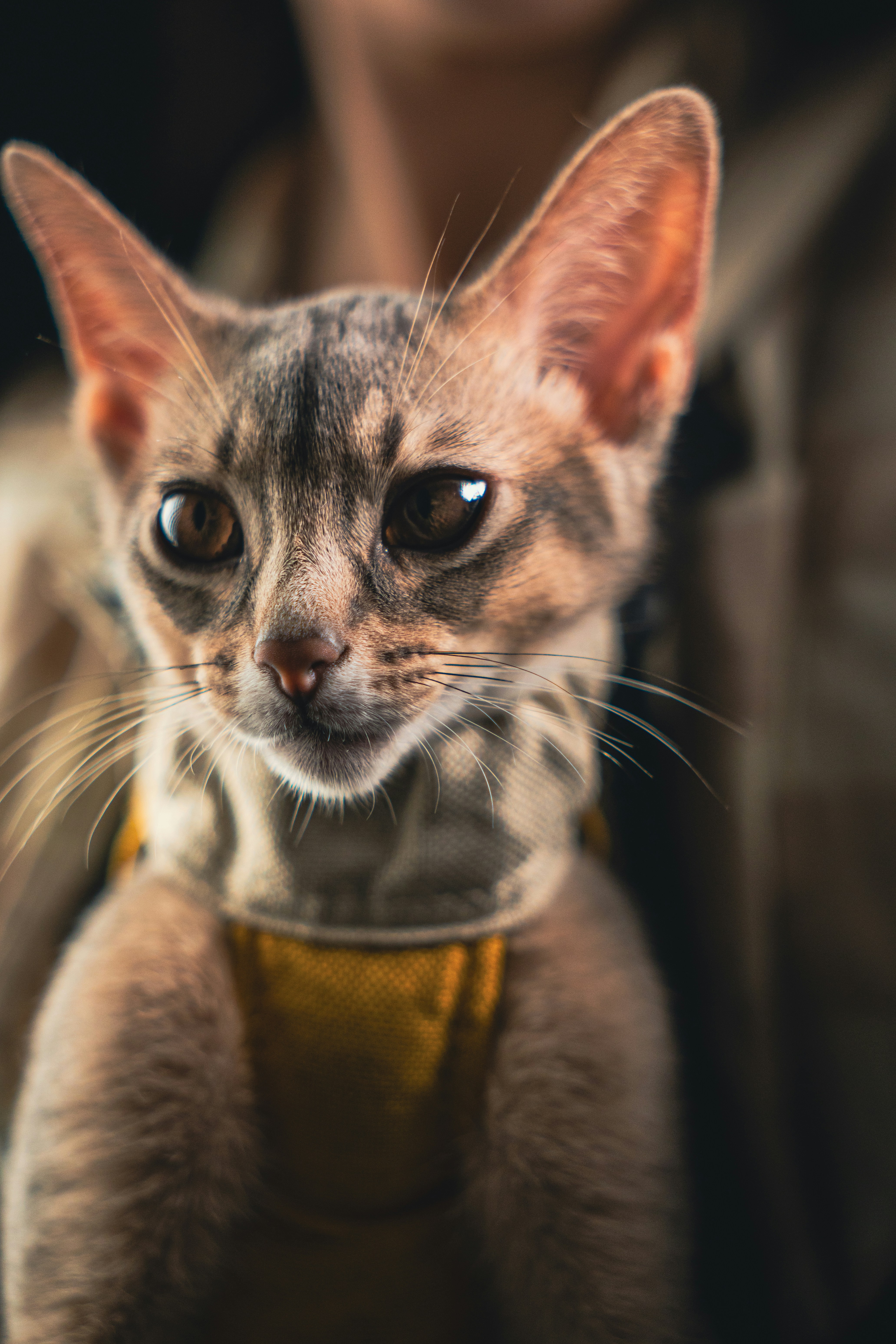 A close-up of a tabby kitten wearing a yellow harness.