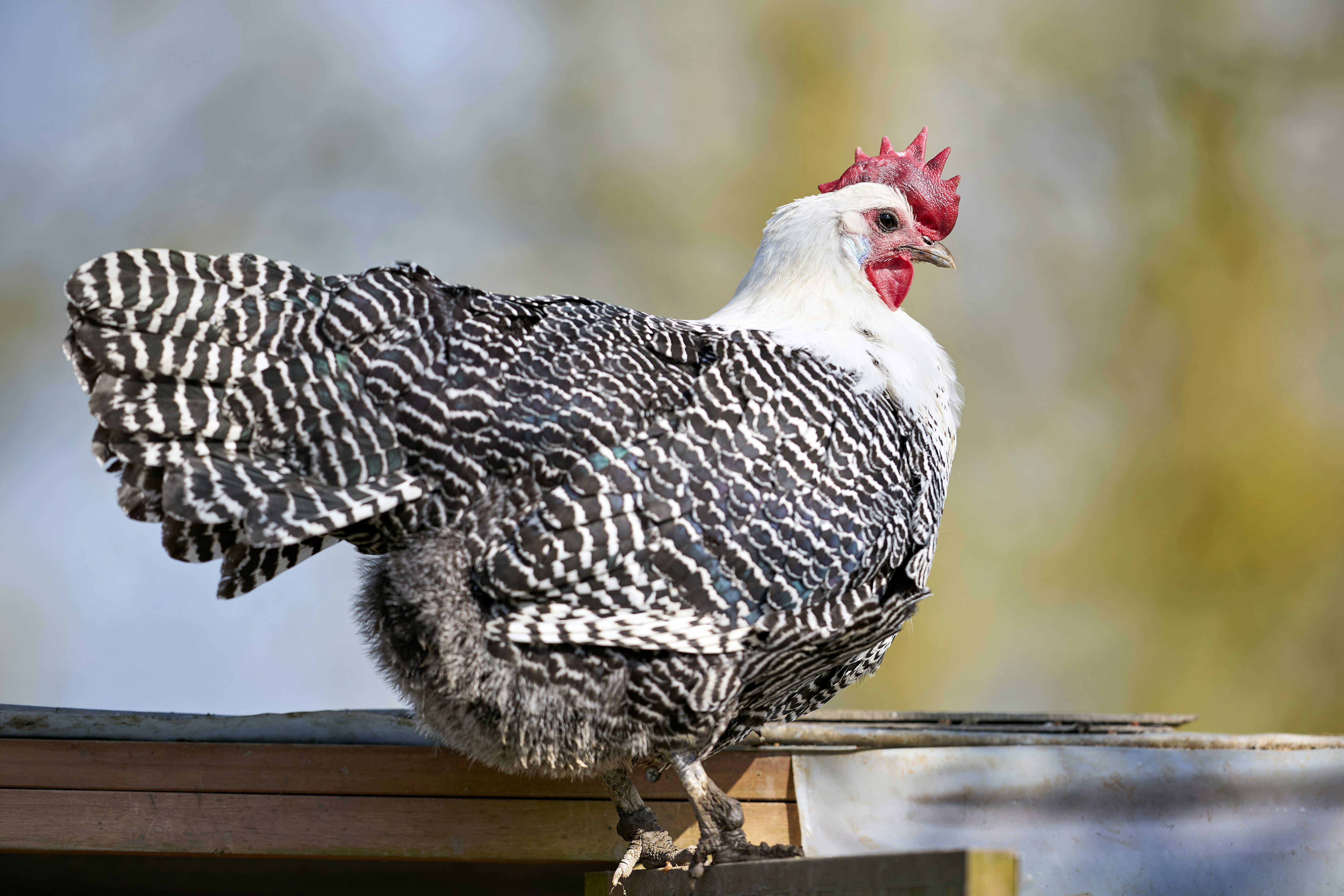 Photo by erwinbosman