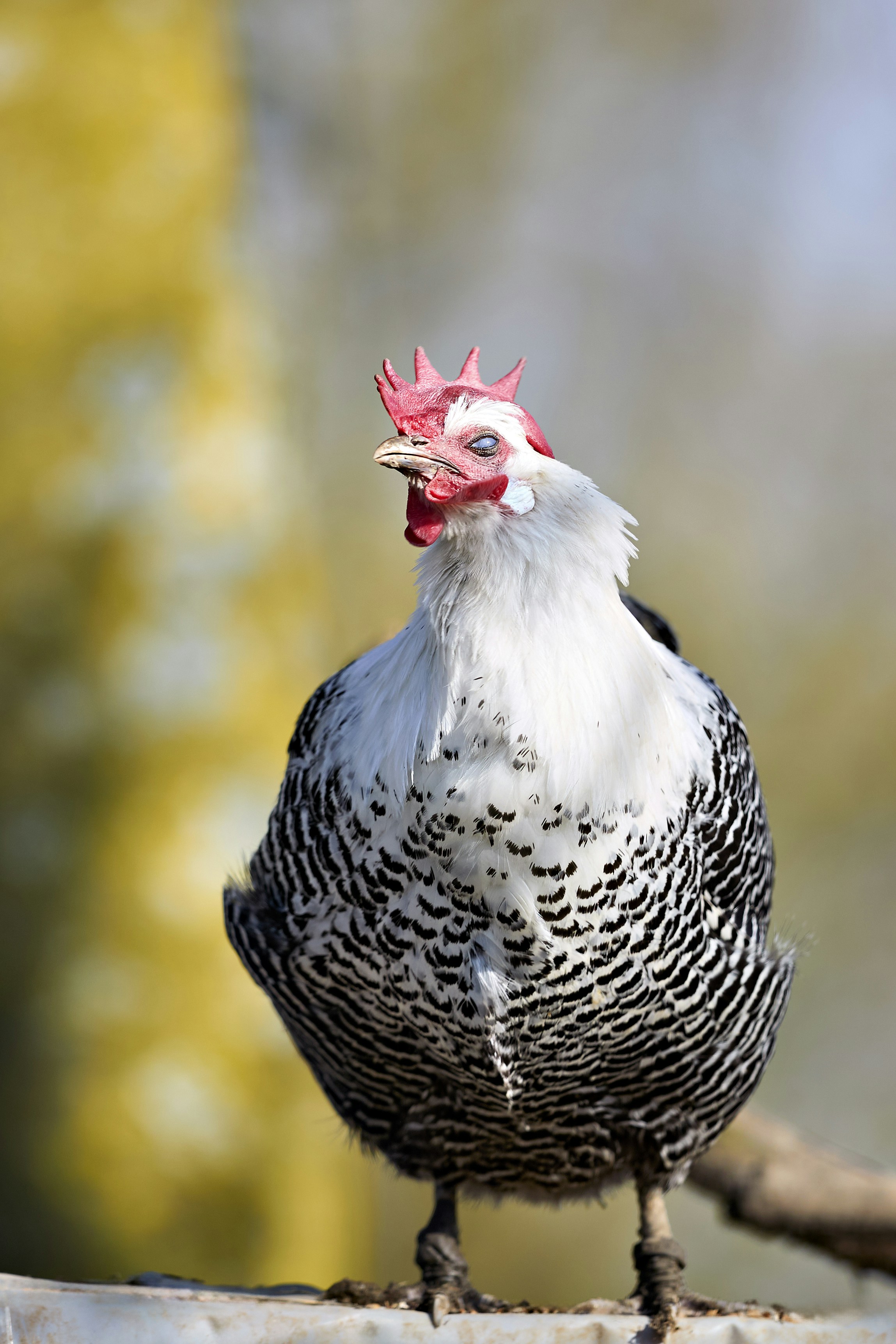 Photo by erwinbosman