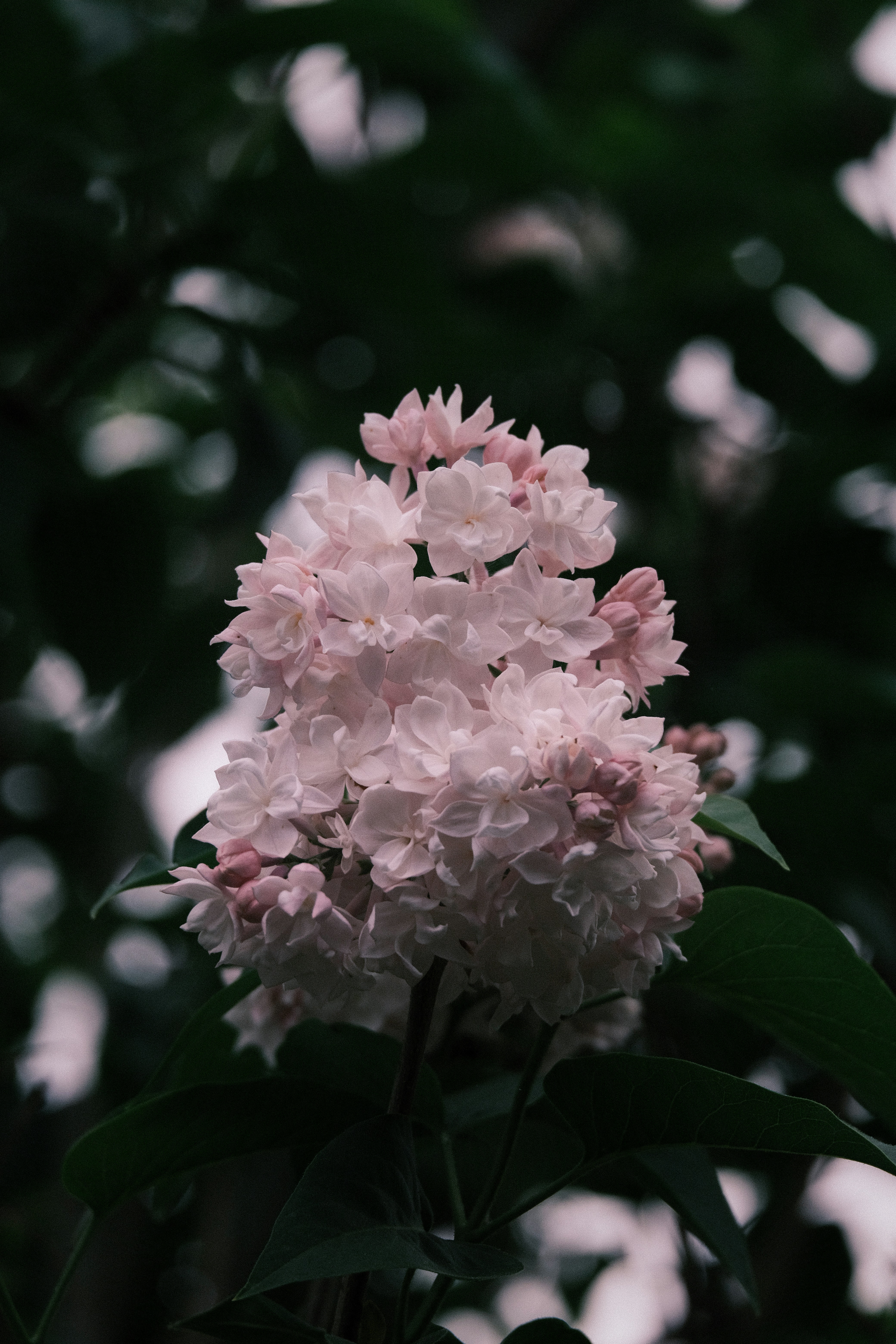 Photo by thelensandleigh