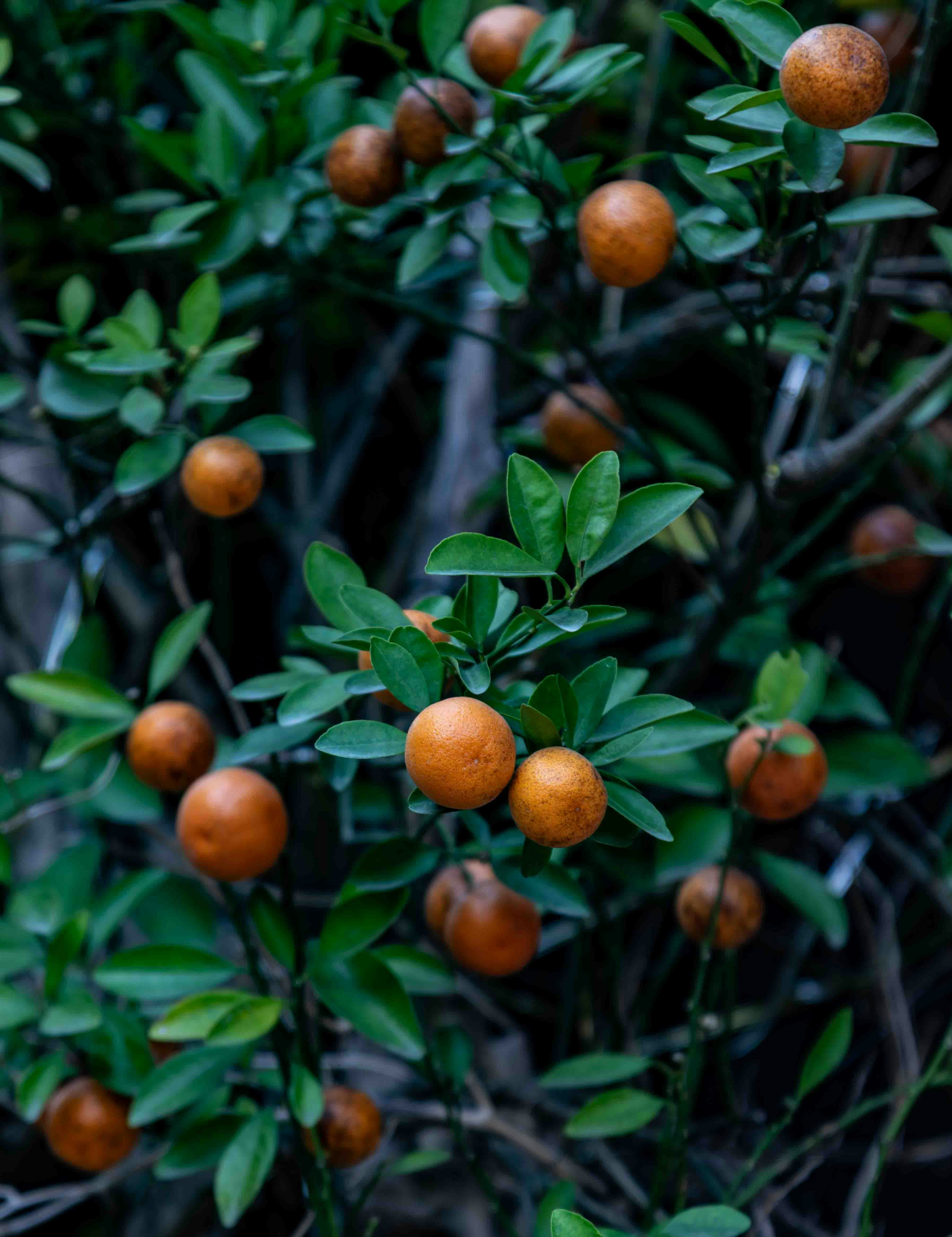 Small orange fruits growing on a leafy tree branch