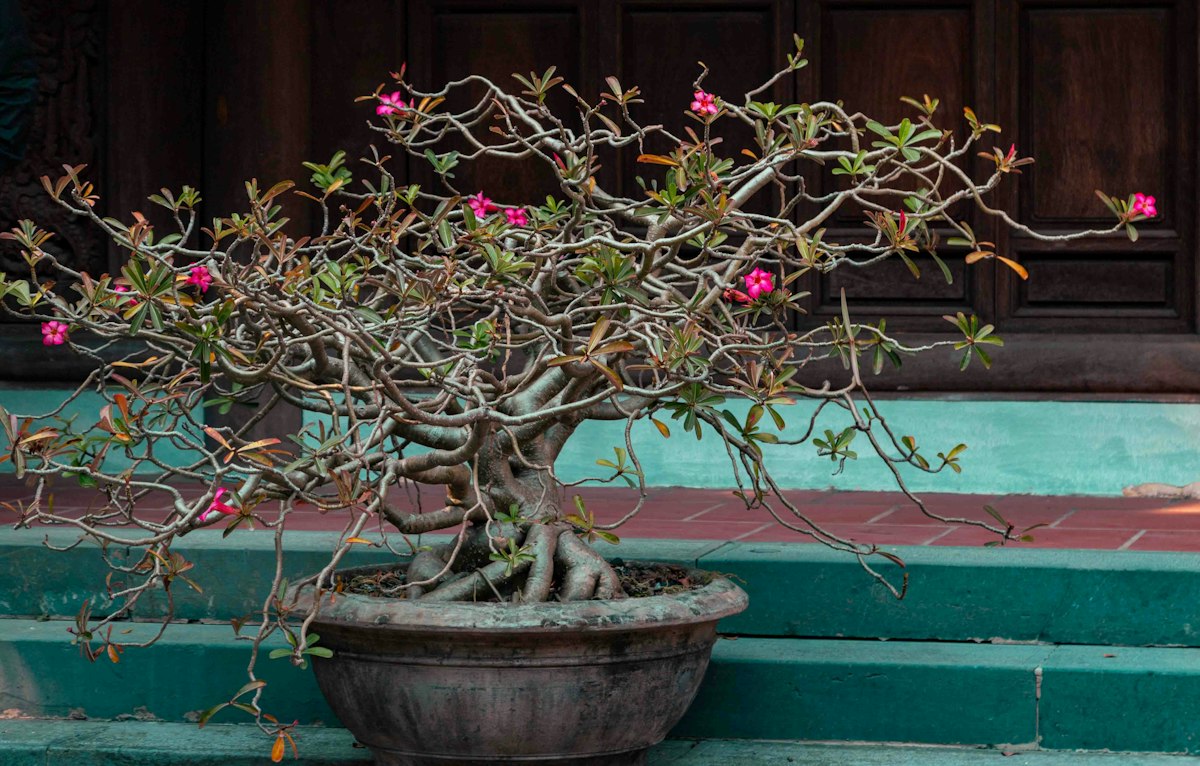 塊根植物（ステファニア等）の冬の休眠期の育て方