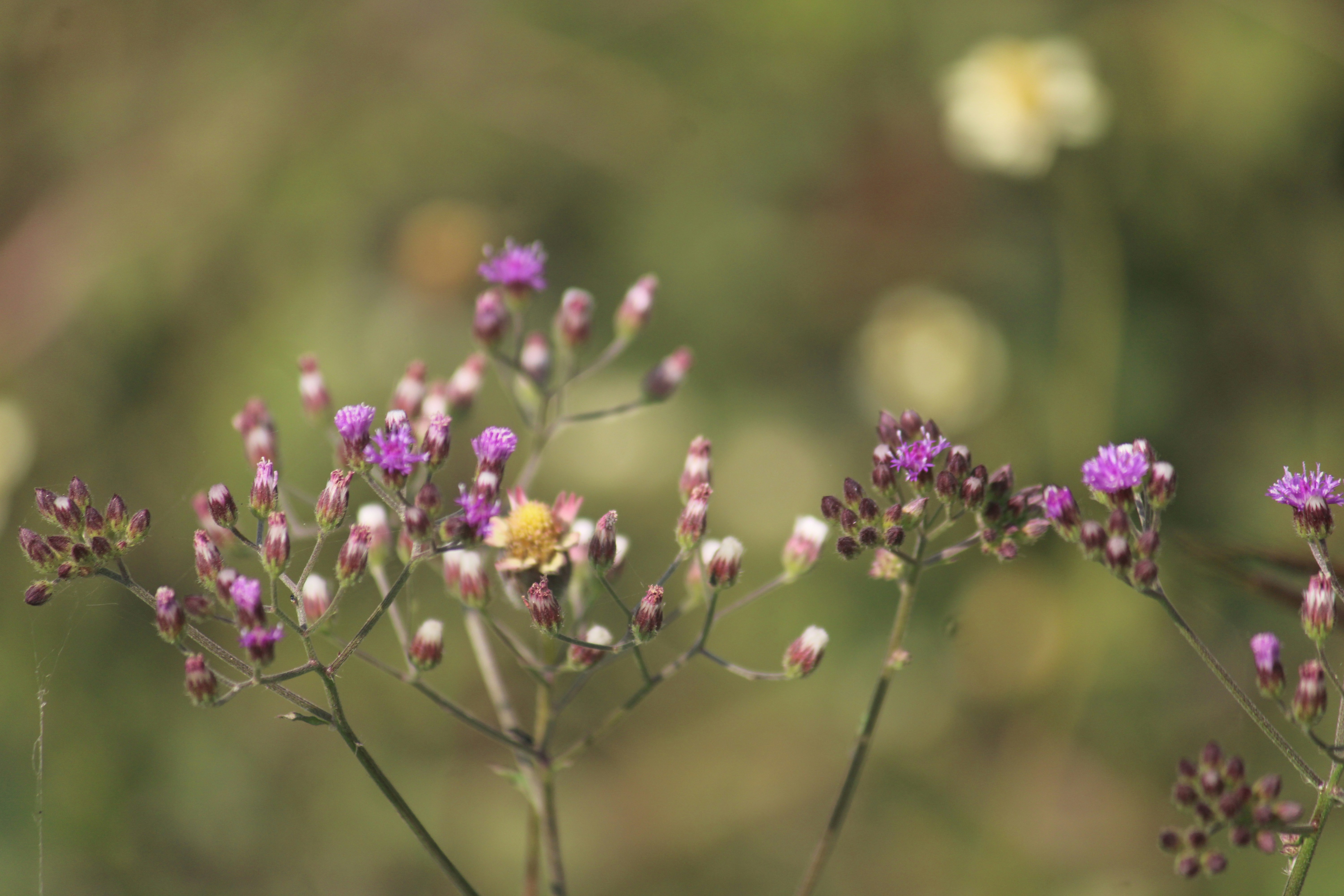 Photo by manoj_poosam