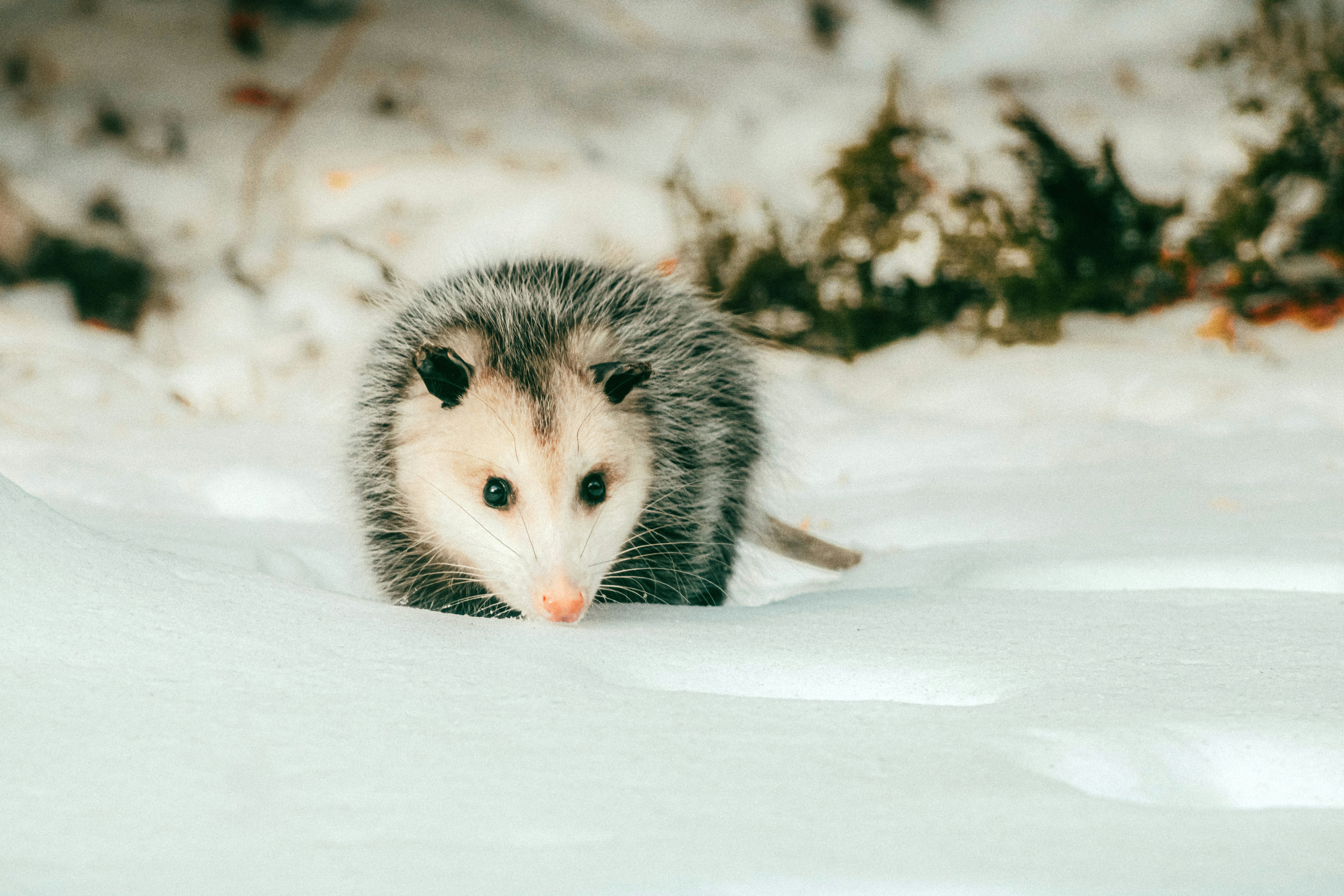 Ein Opossum läuft durch den Schnee.