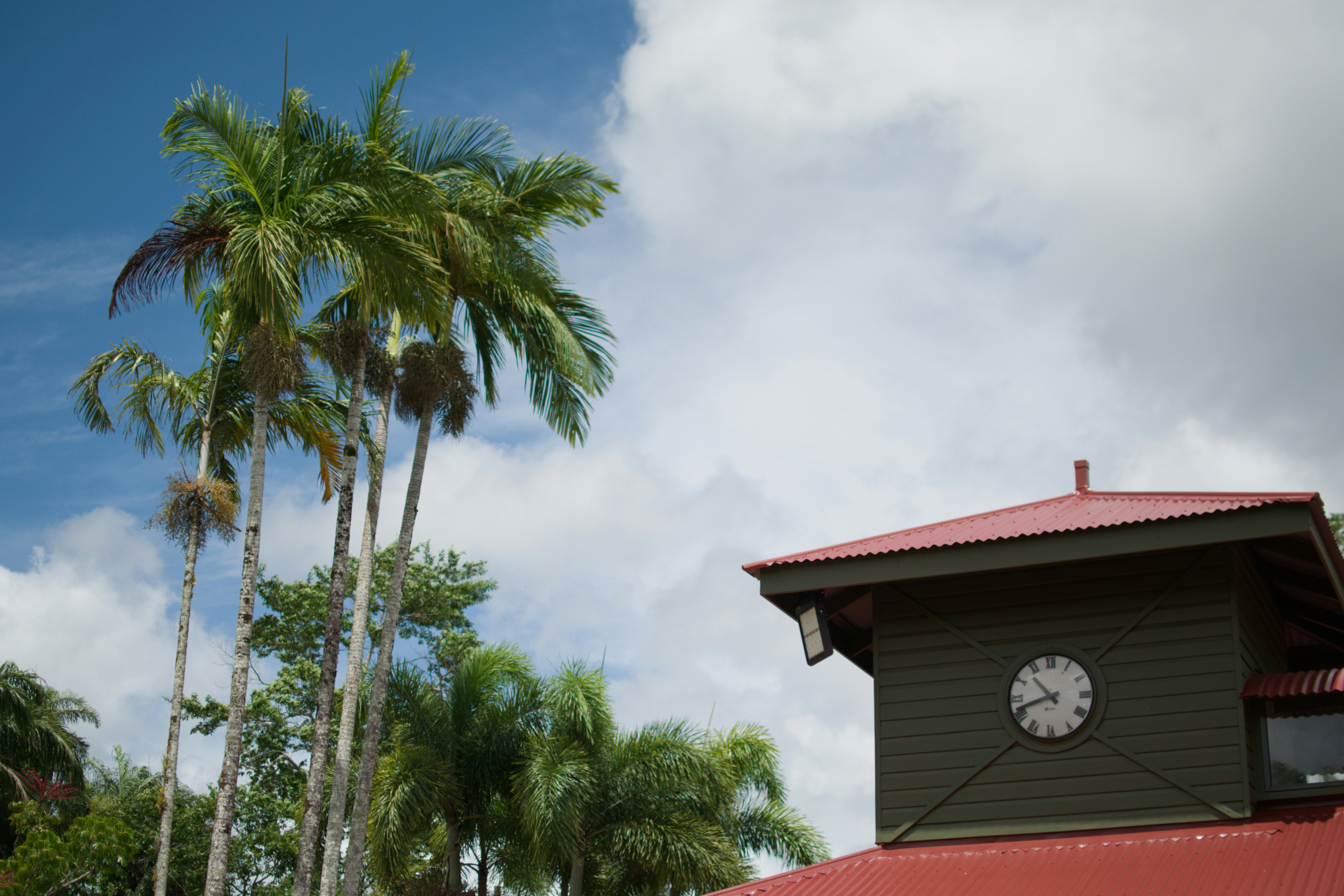 Palm trees near a building with a clock