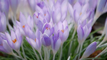 A cluster of delicate purple crocuses in bloom.