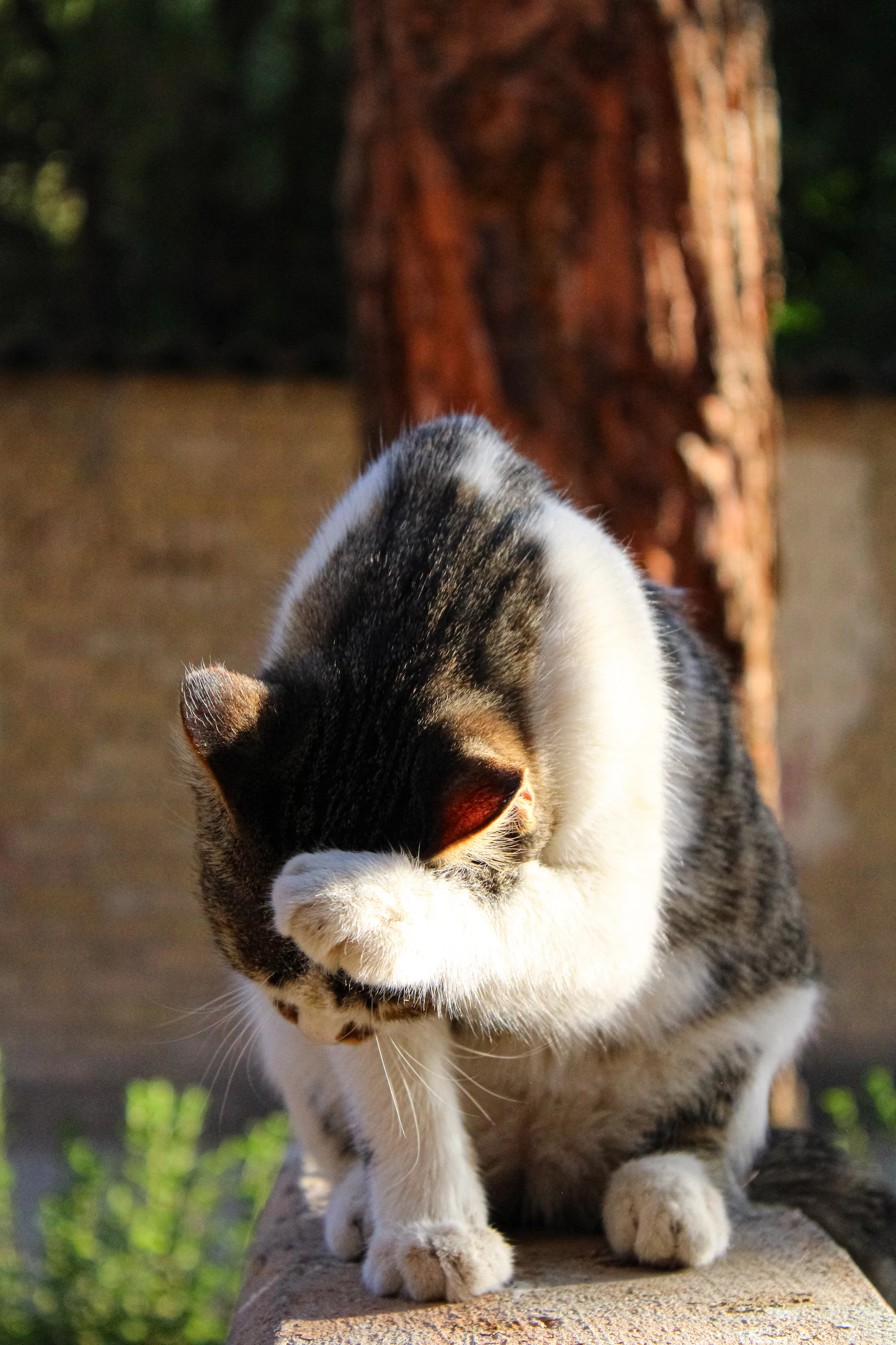 Cat grooming its coat during a natural pet care moment