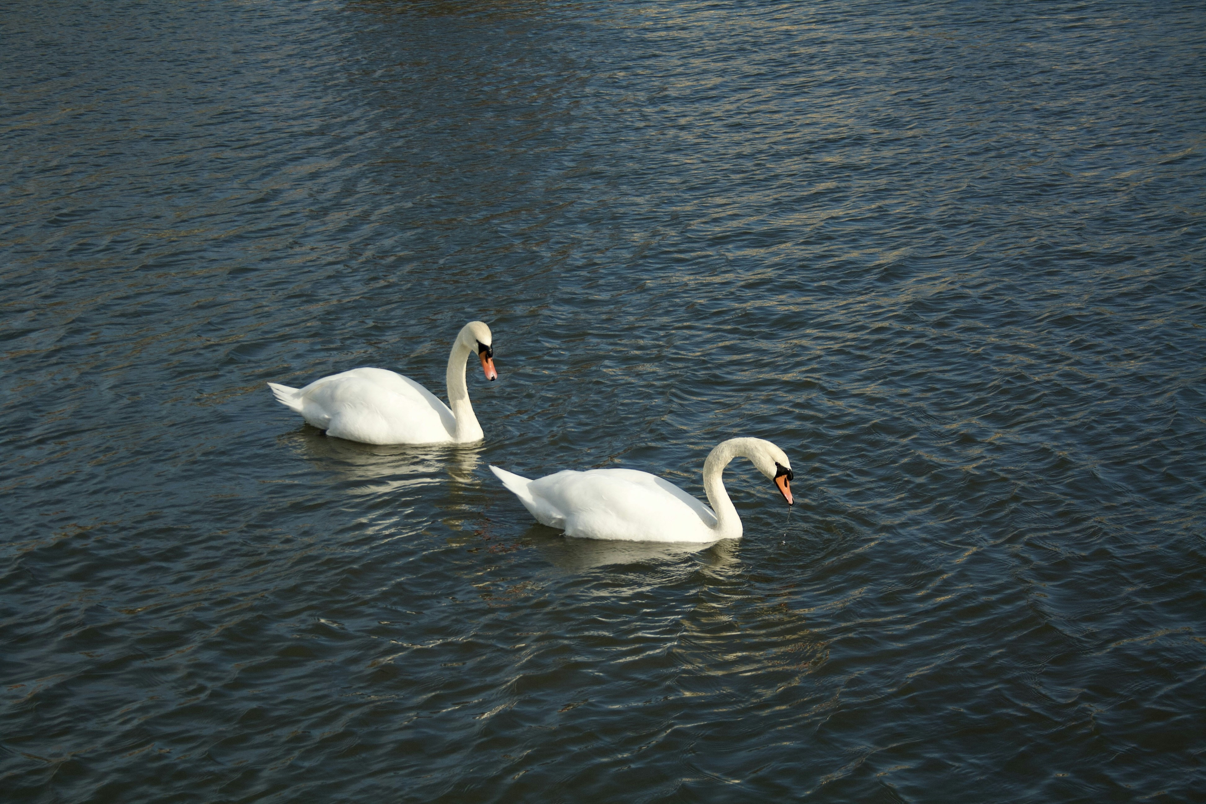 Photo by officiallyamandaaaa