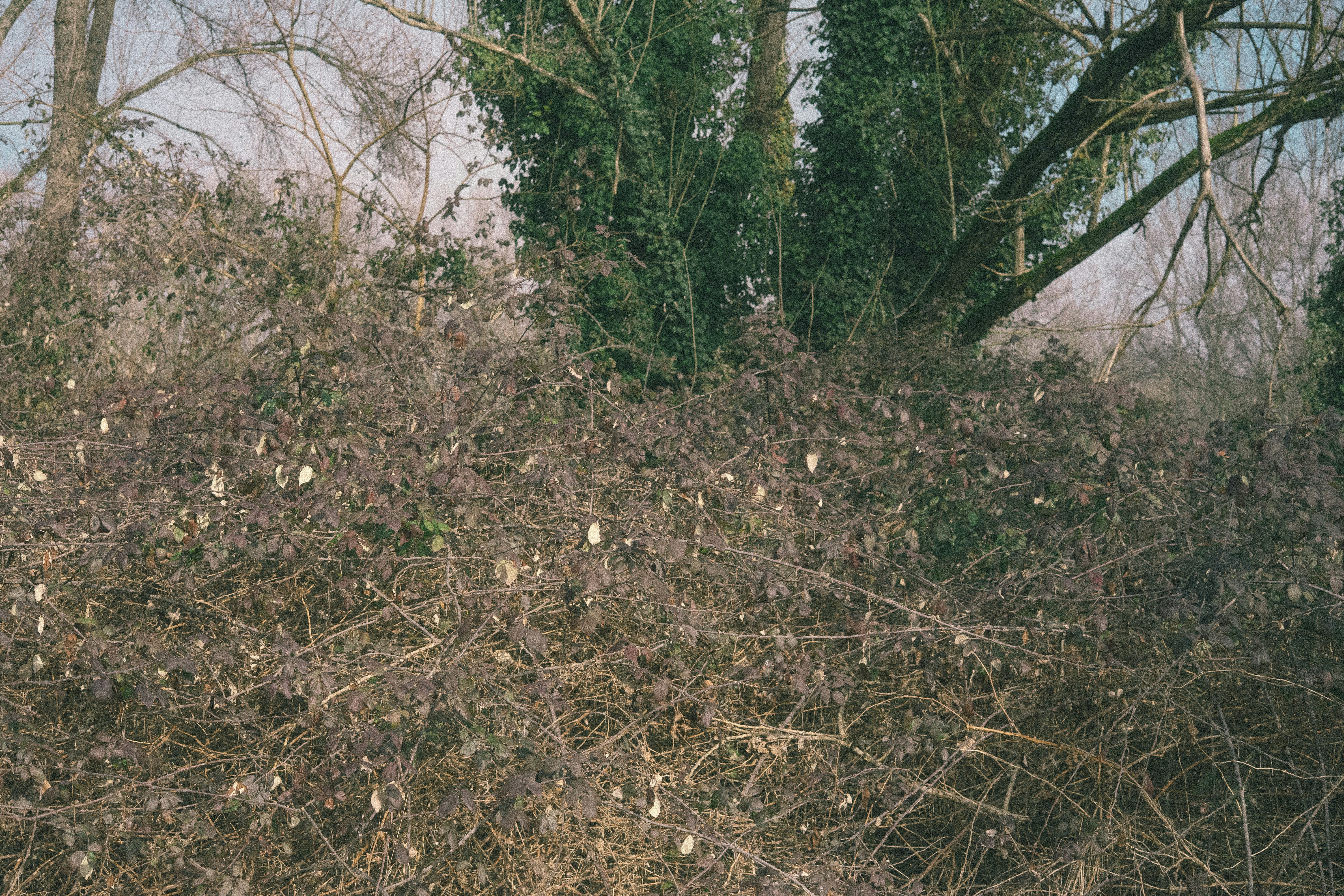 Overgrown thorny bushes with bare trees in background