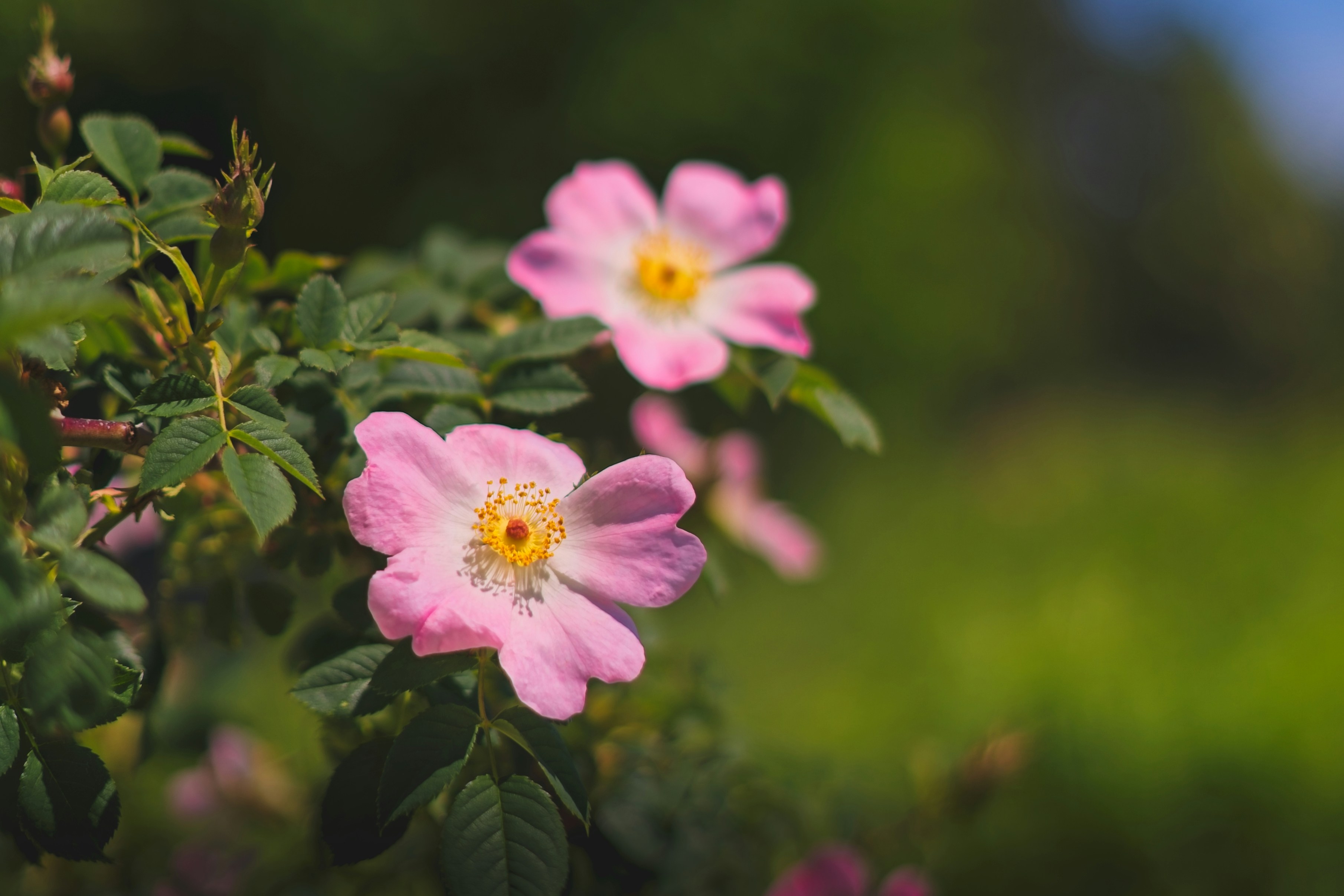 Photo by nedimshoots