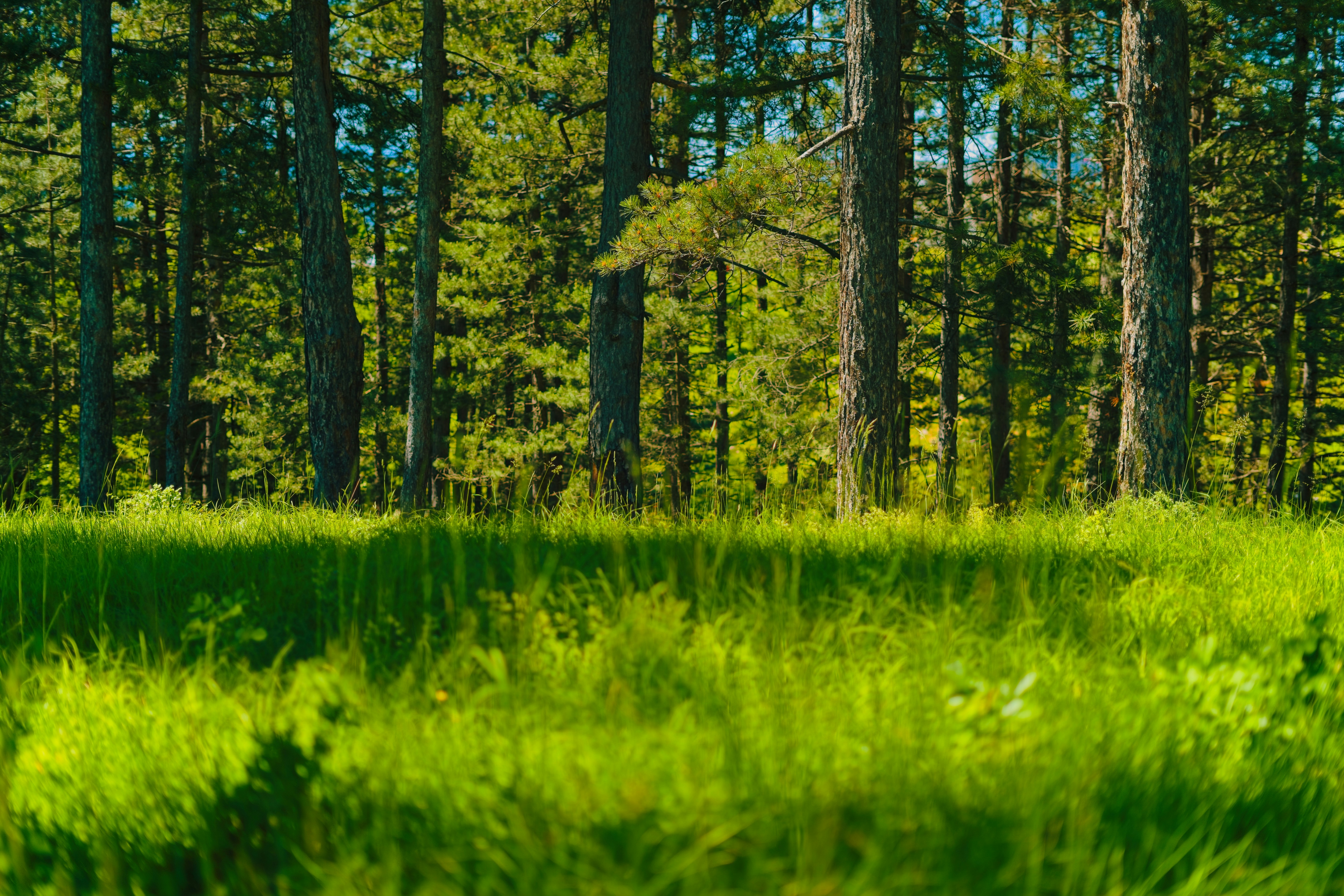 Photo by nedimshoots