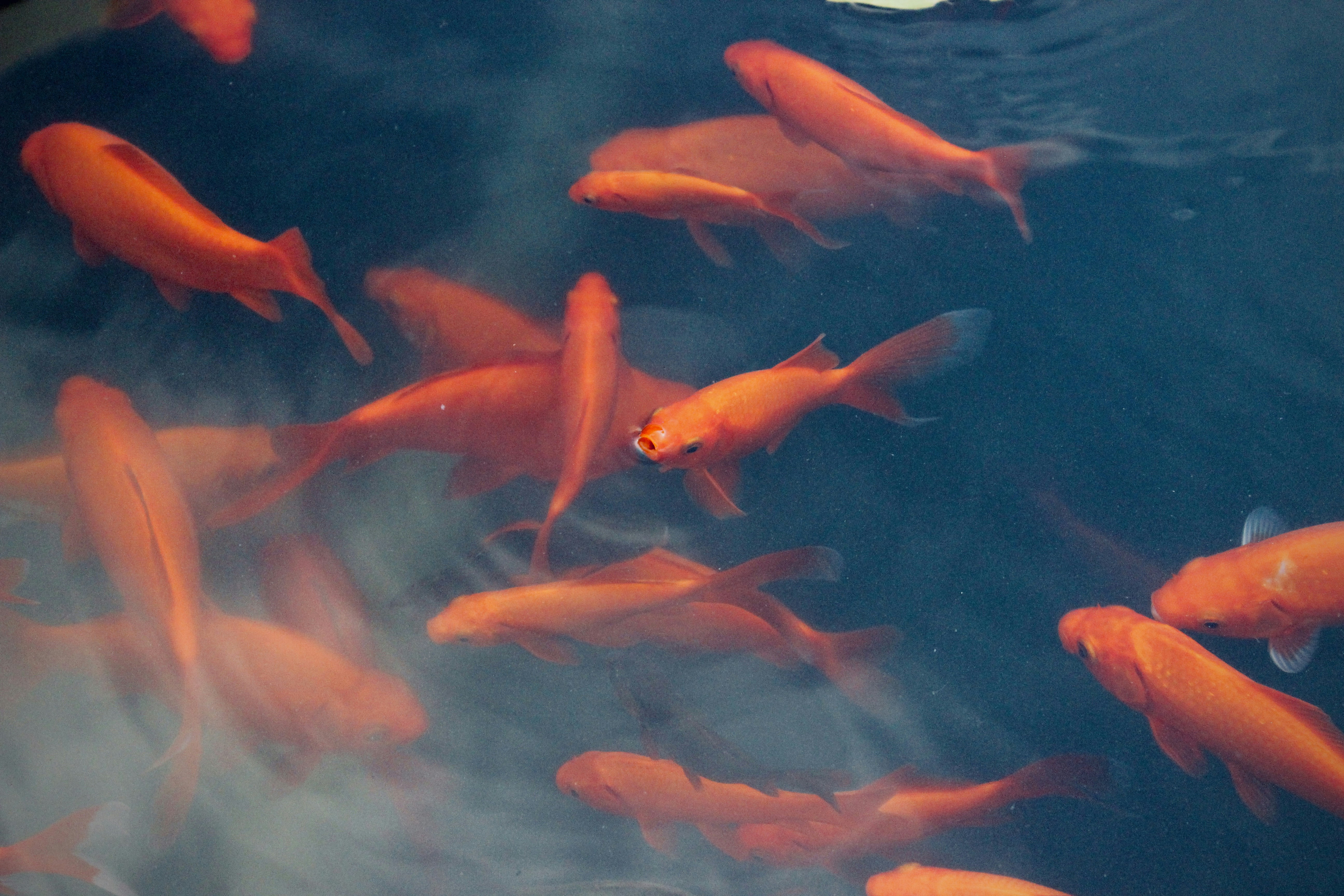 Photo by josocenmarti