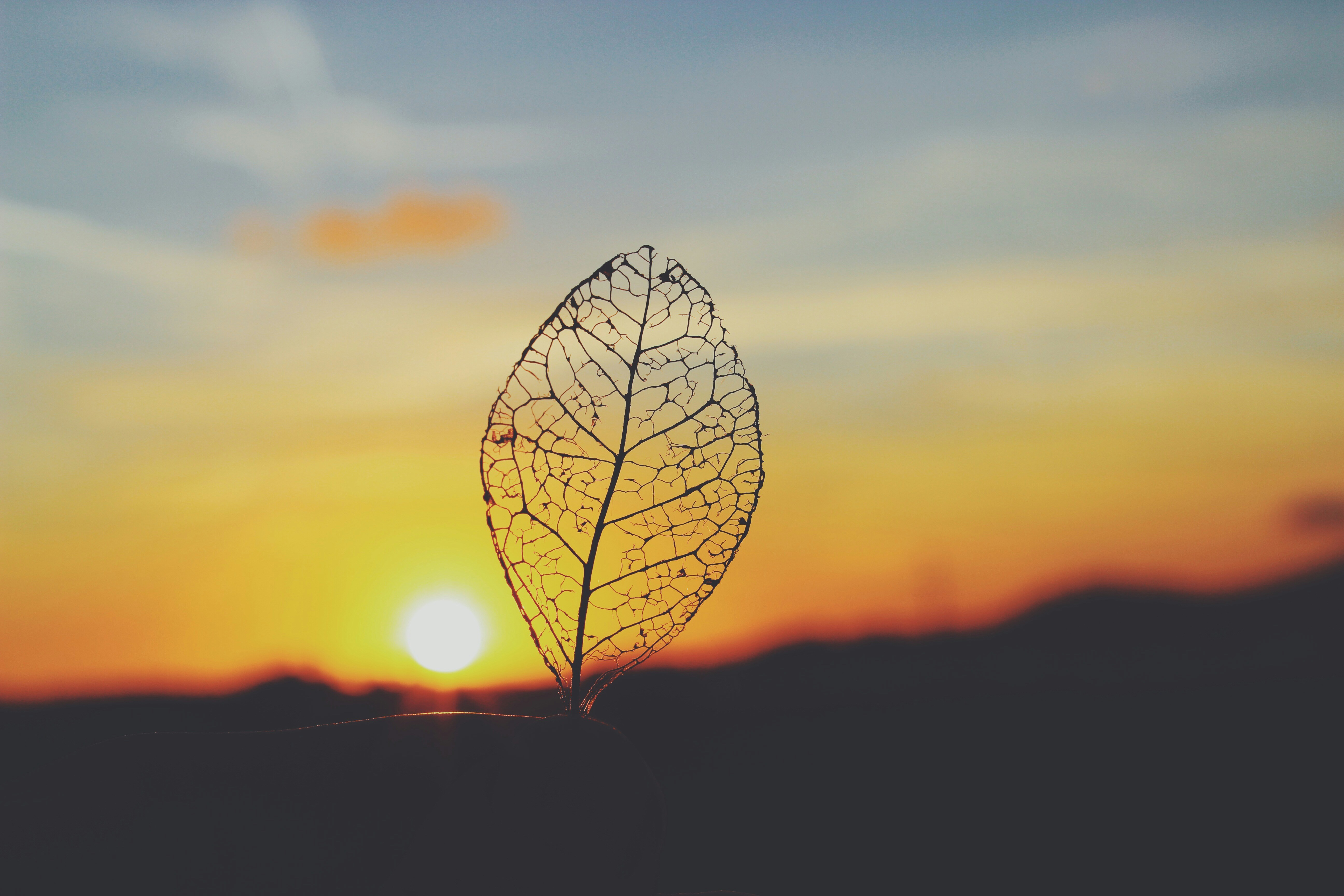 Photo by josocenmarti