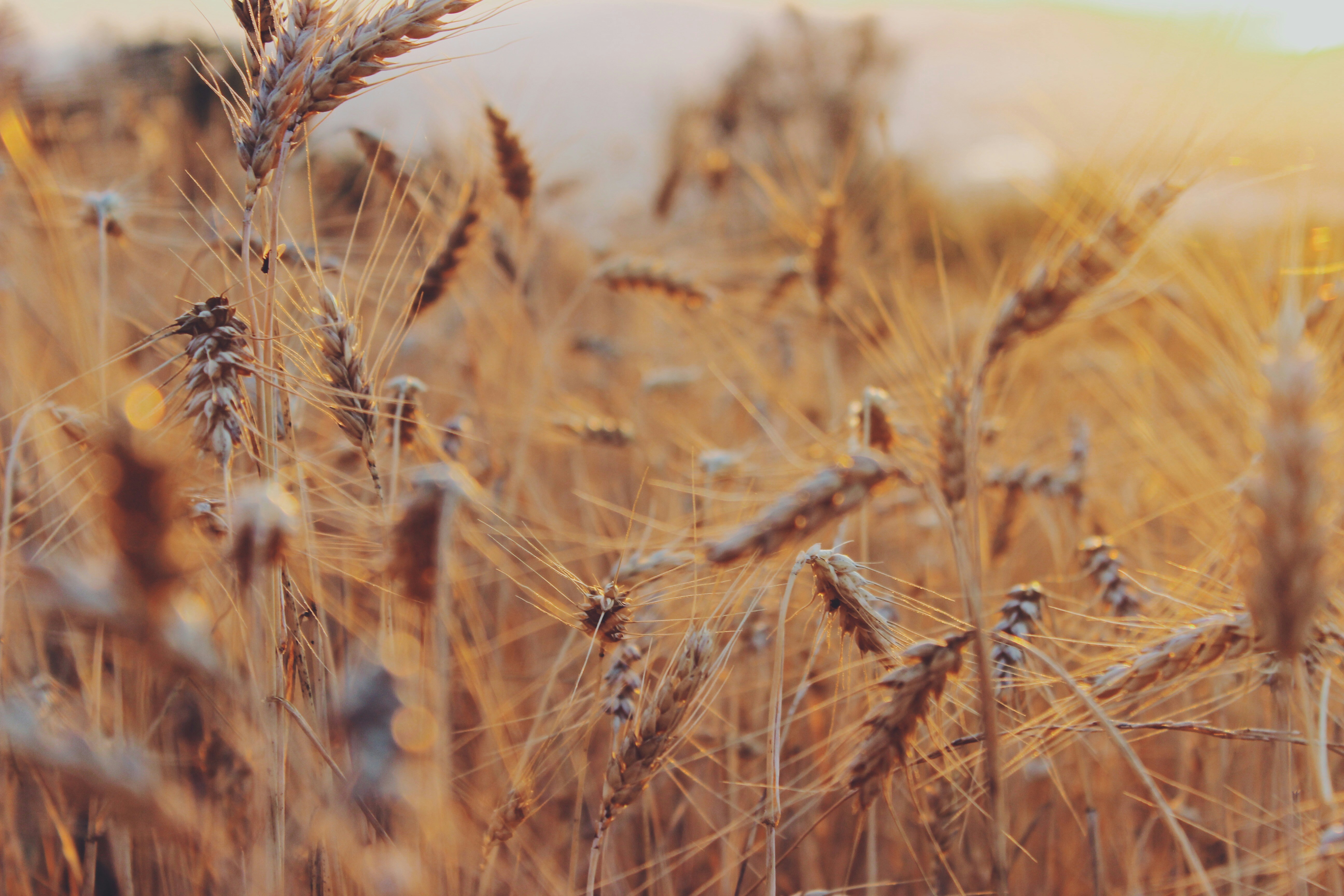 Photo by josocenmarti