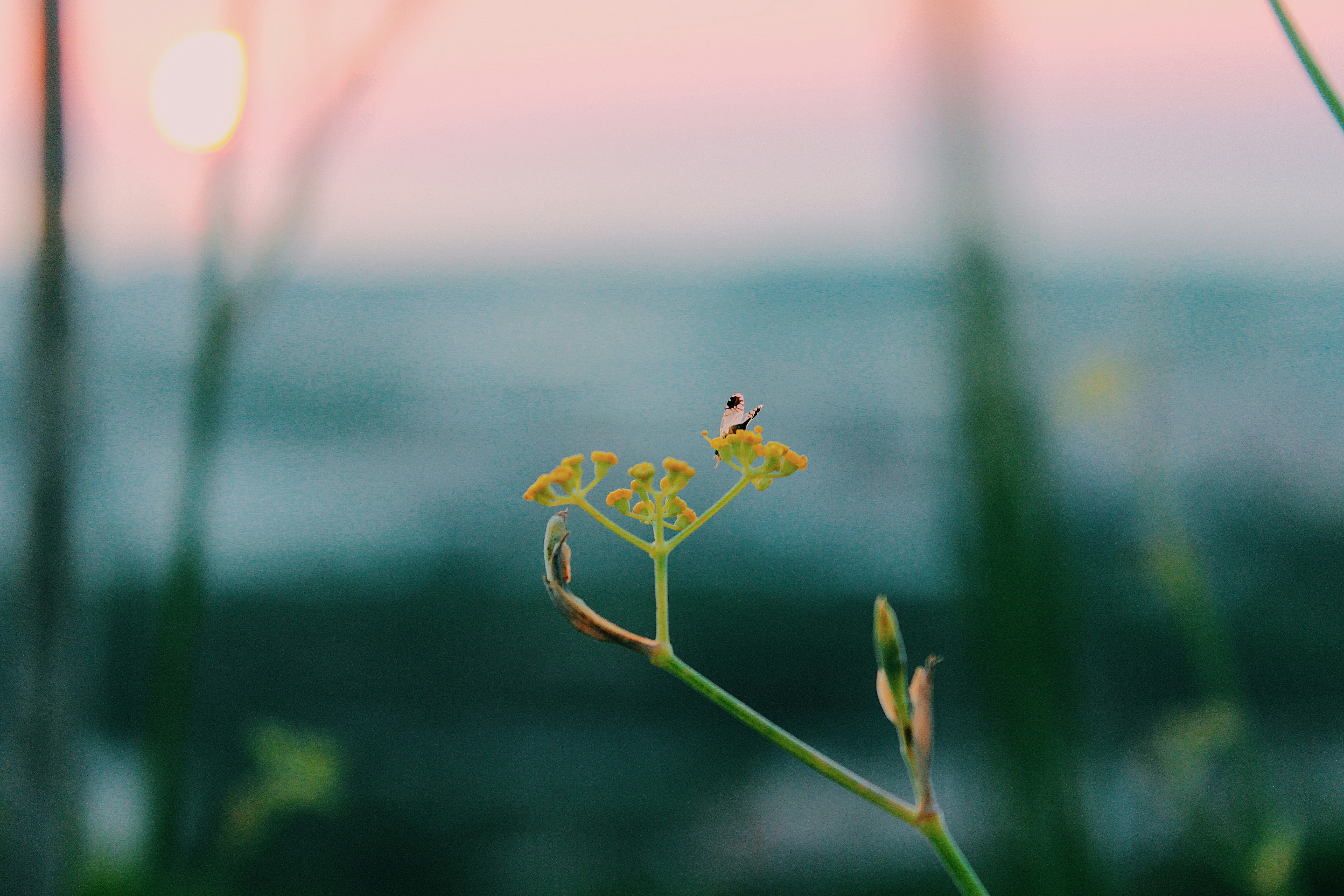 Photo by josocenmarti