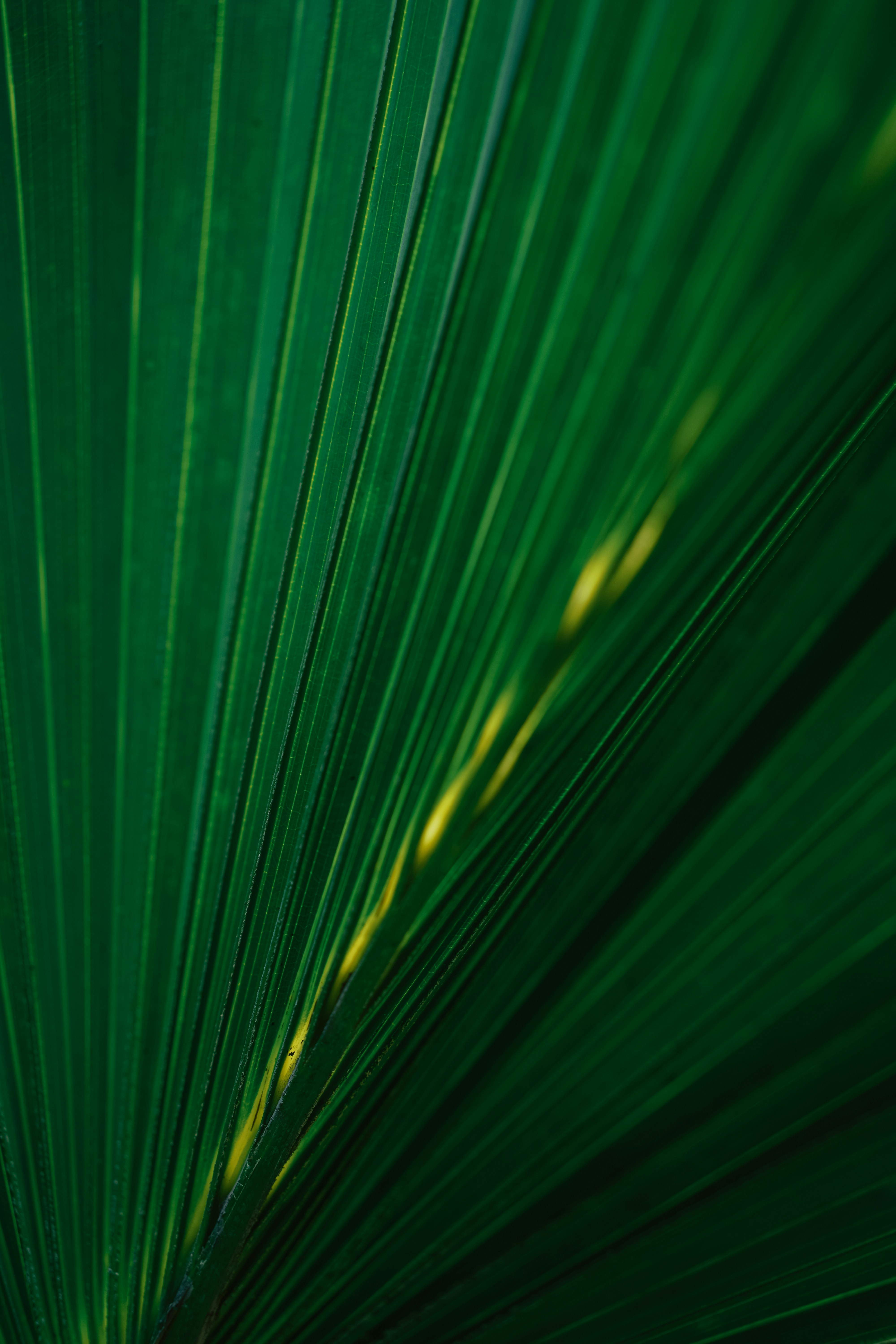 Close-up of a dark green palm leaf with sunlight.