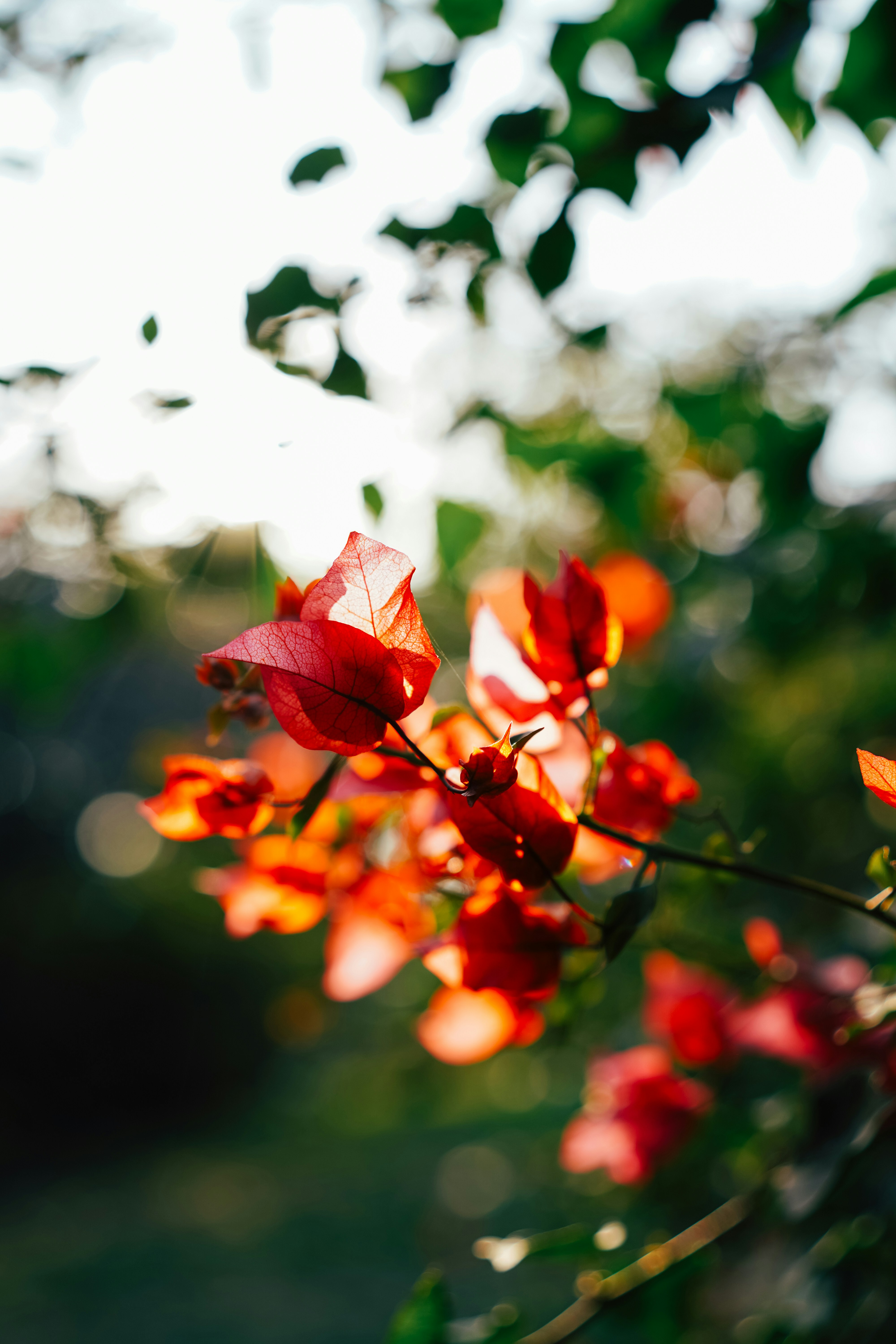 Close-up of vibrant red bougainvillea flowers in sunlight.
