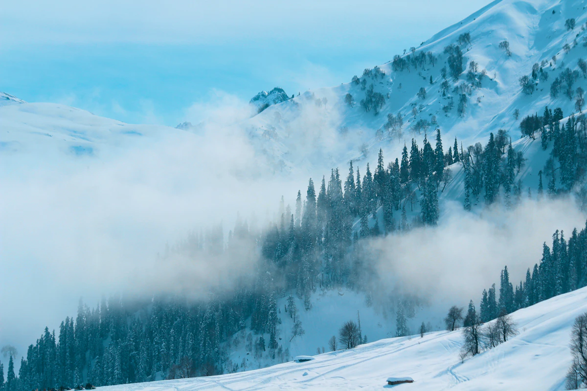 Snow-clad Gulmarg pines