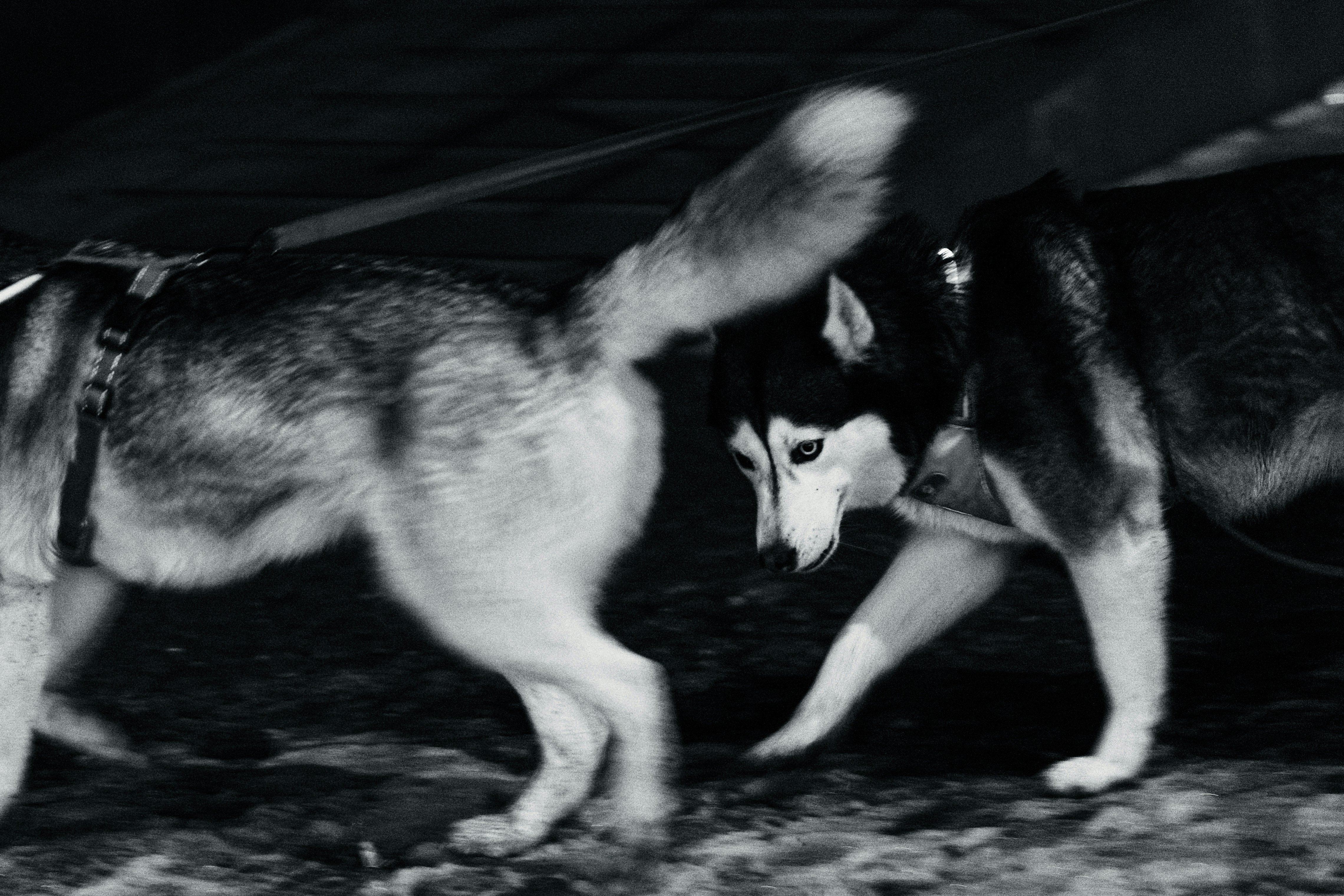 Dois huskies interagindo em uma visão de perto