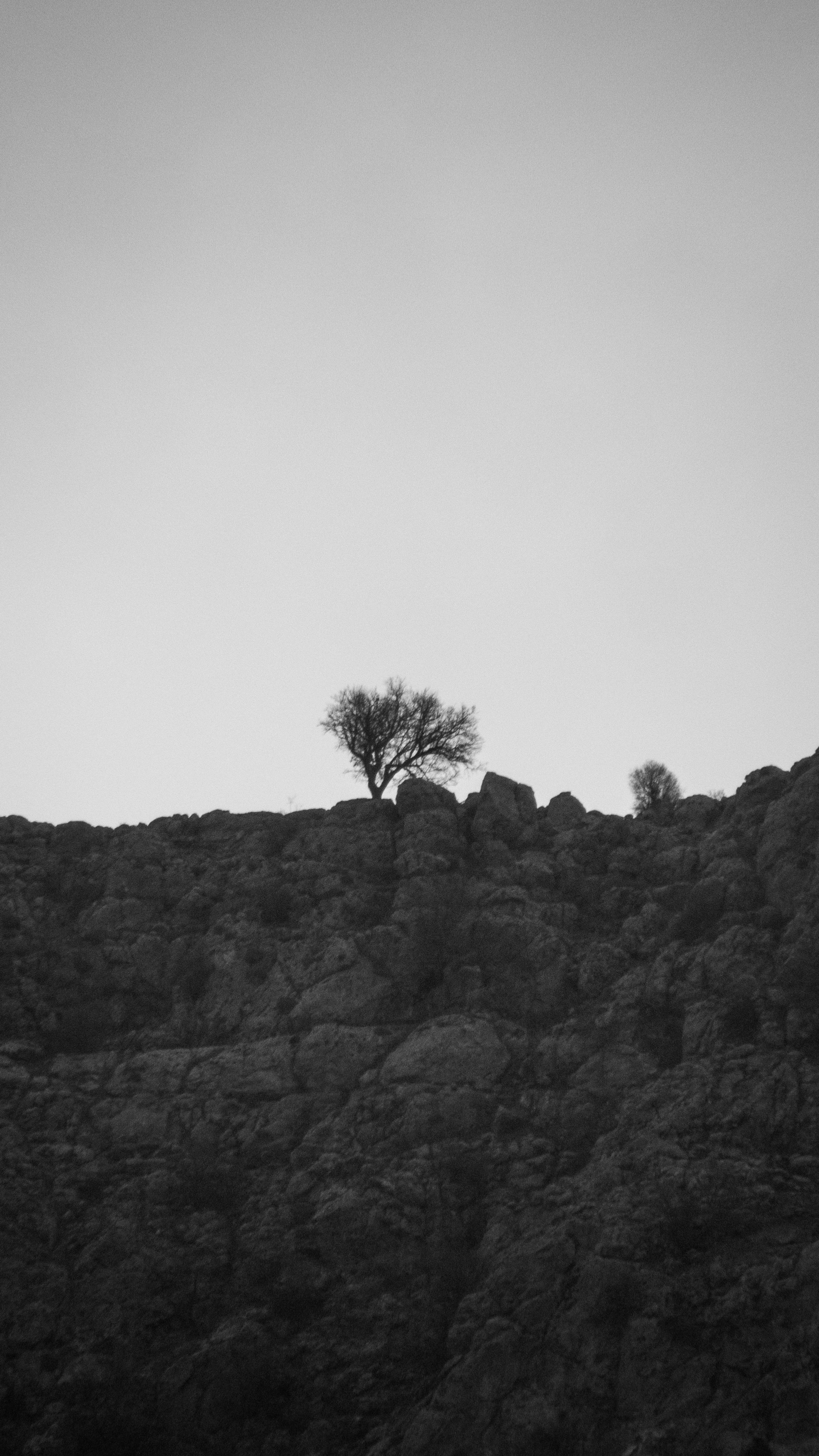 A solitary tree stands on a rocky hill.