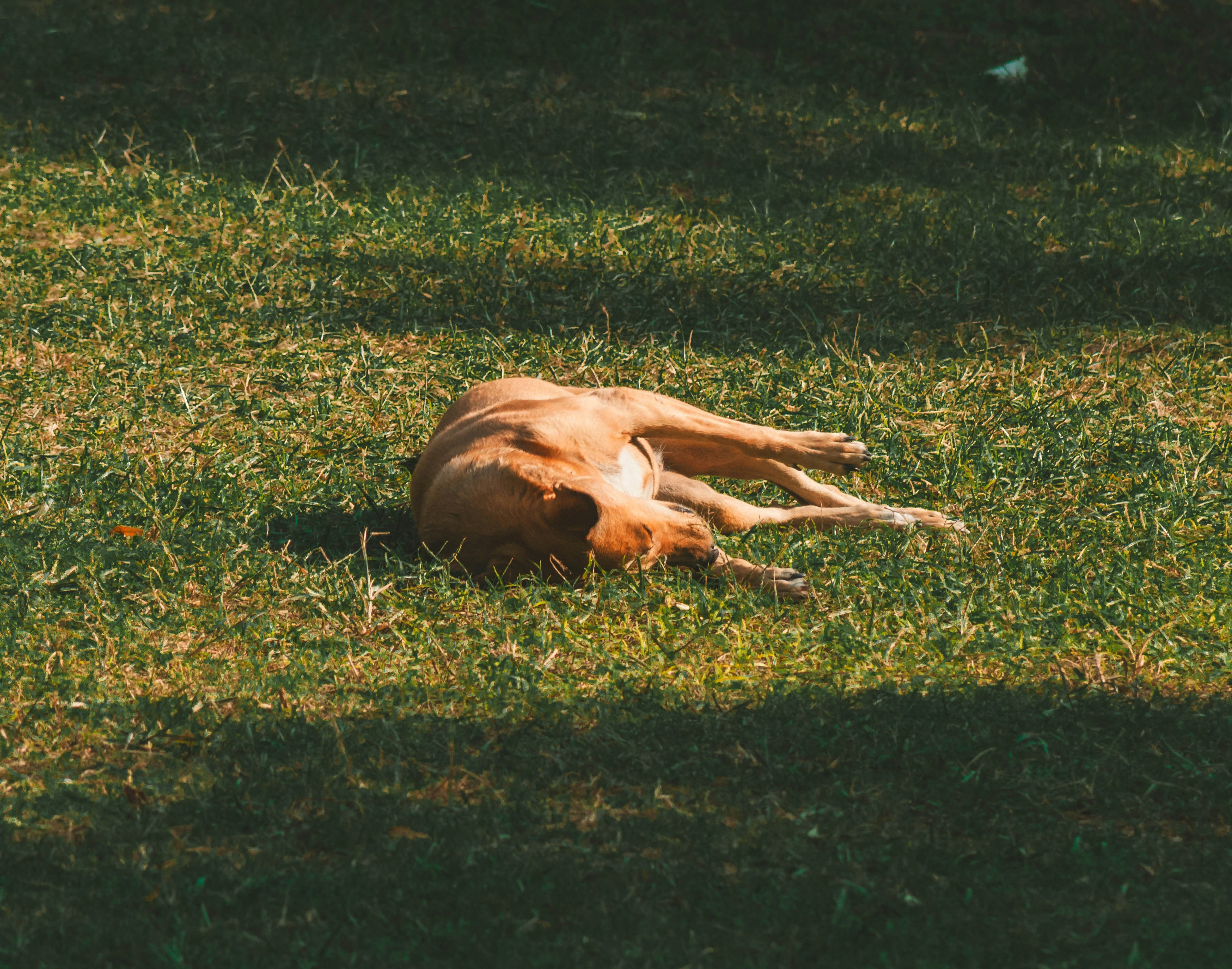 A brown dog rests on green grass in sunlight.