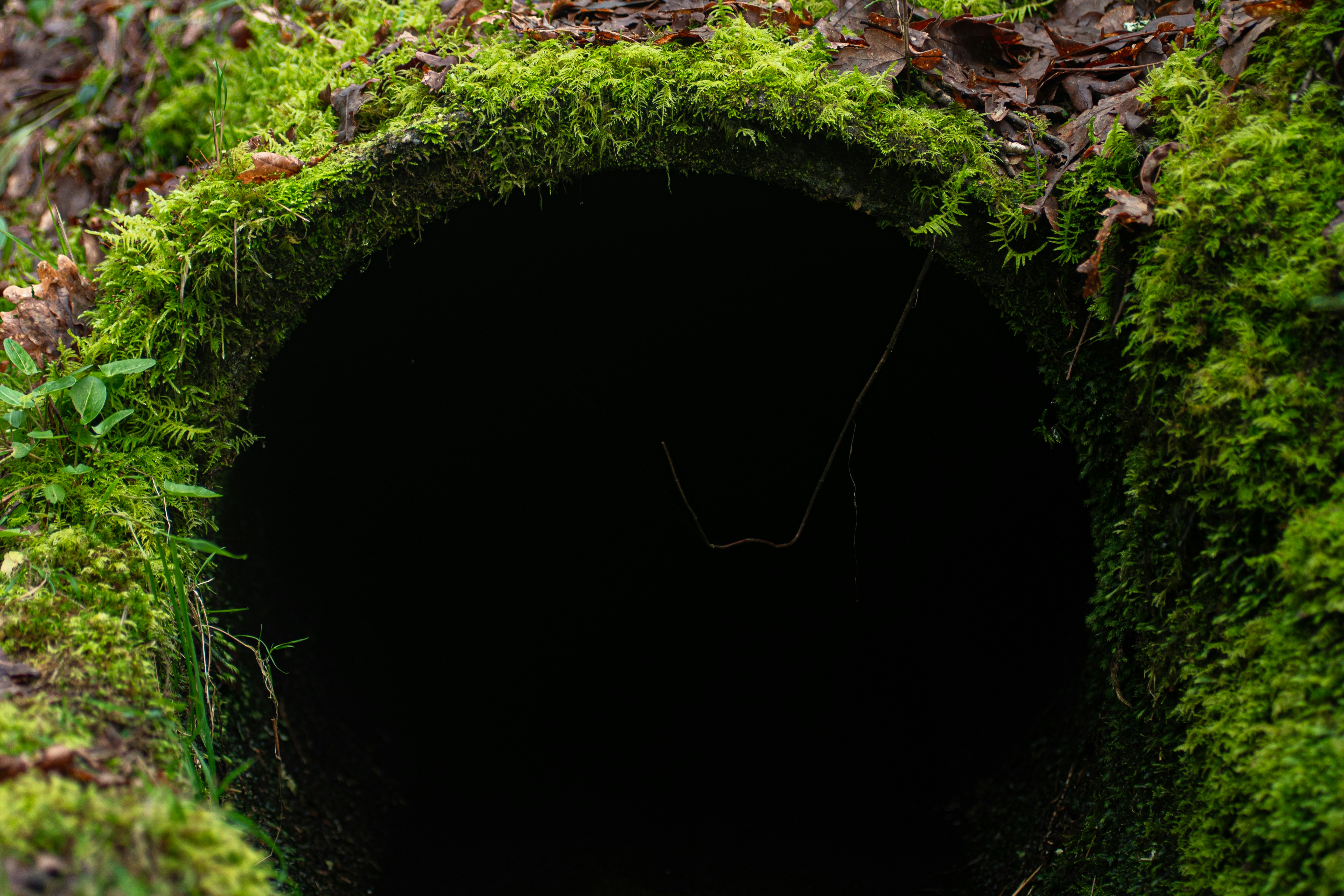 Photo by nataliaraylenegusakova