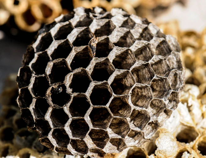 Close-up of a wasp nest with hexagonal cells.
