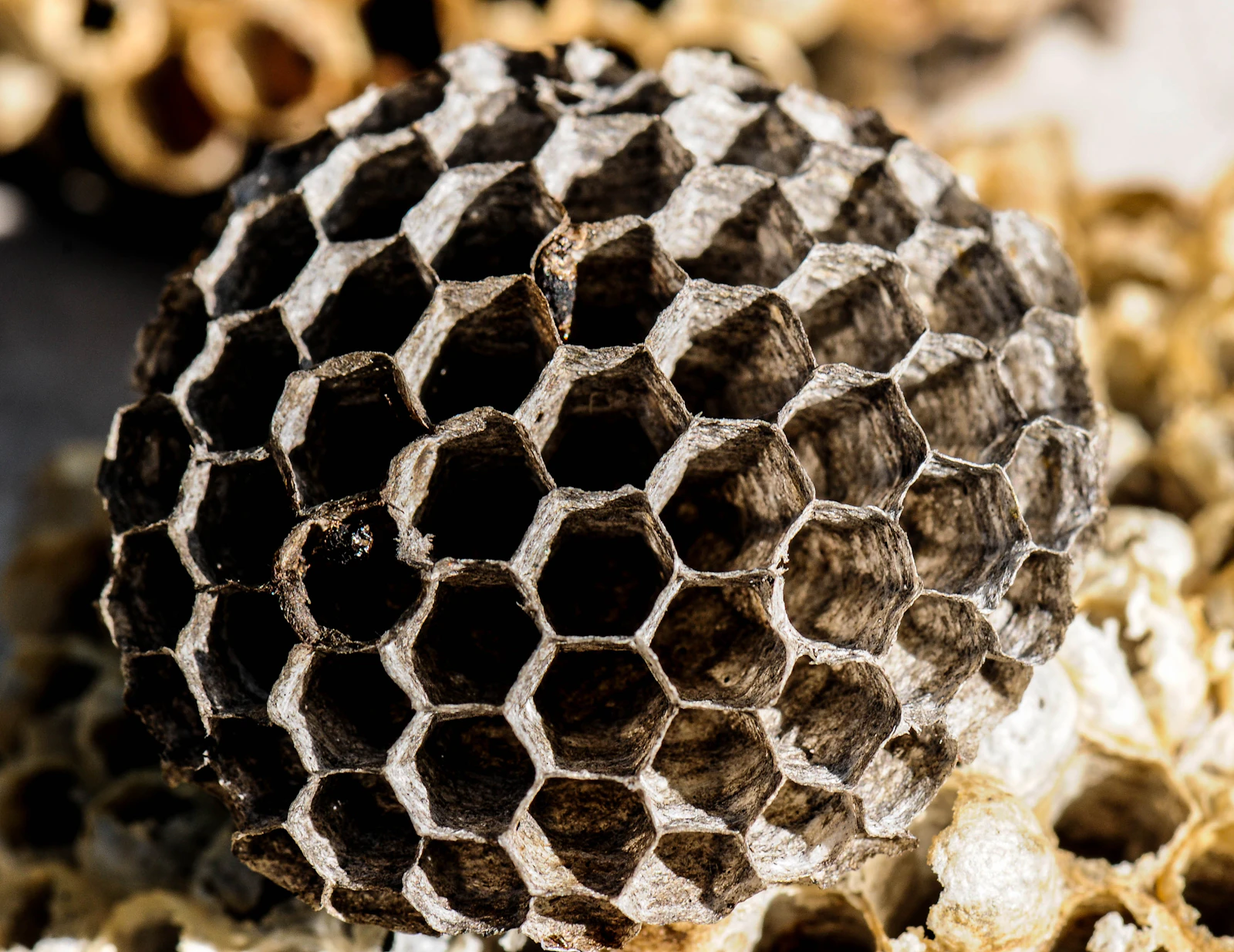 Frelons asiatiques à Jouy